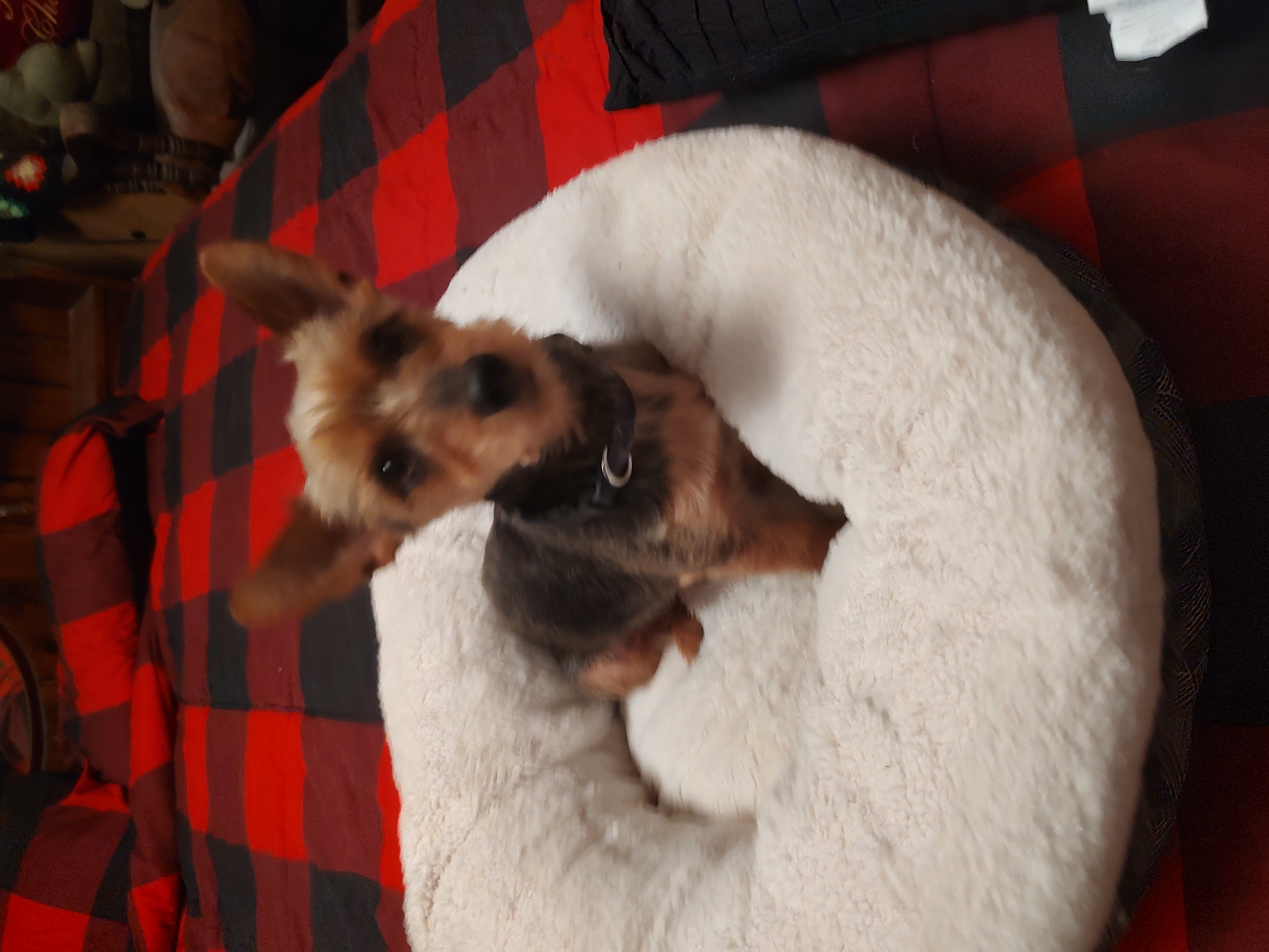 Nemo, a Adoptable Yorkshire Terrier in Azle, TX image 1/5