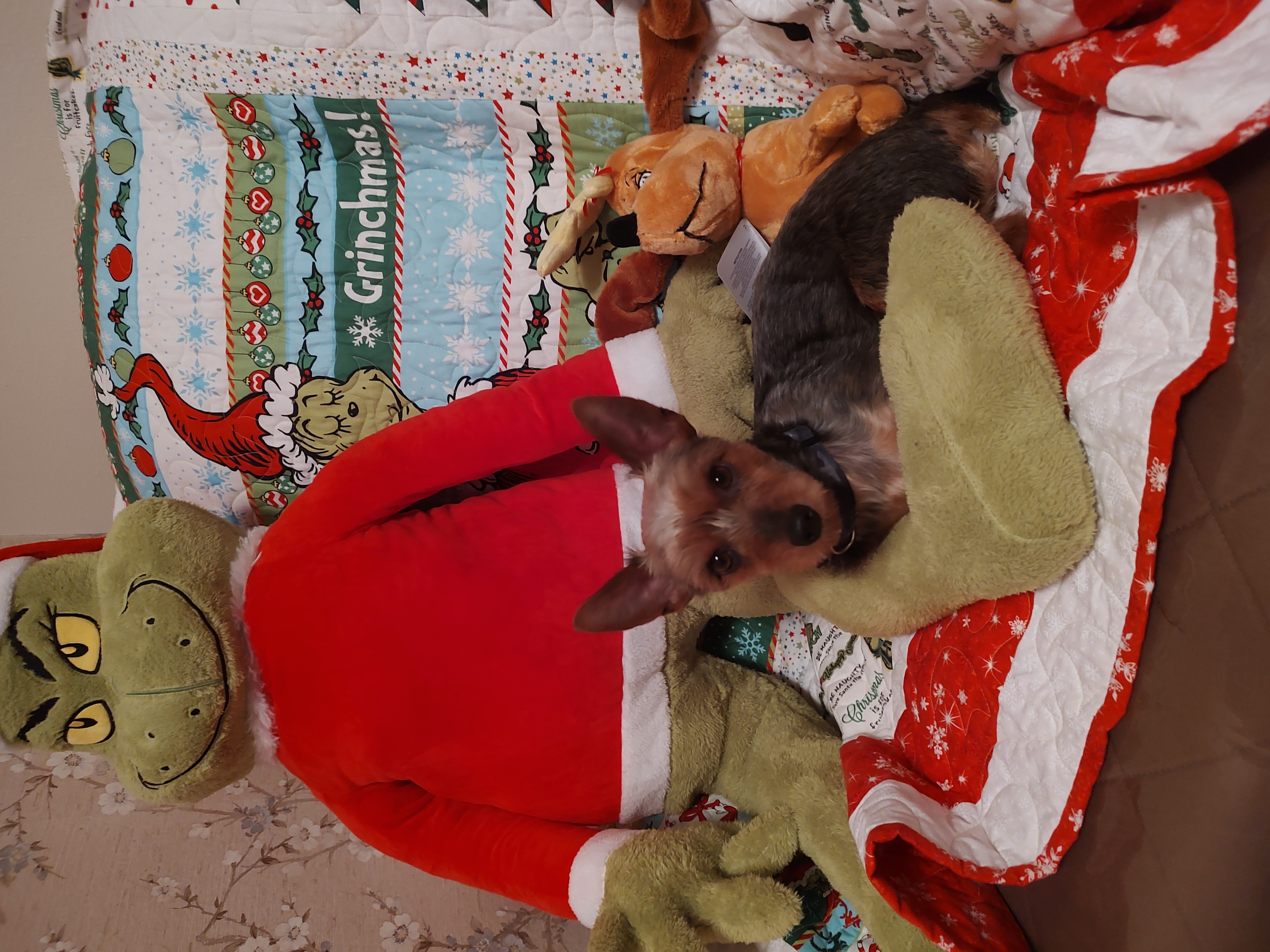 Nemo, a Adoptable Yorkshire Terrier in Azle, TX image 3/5