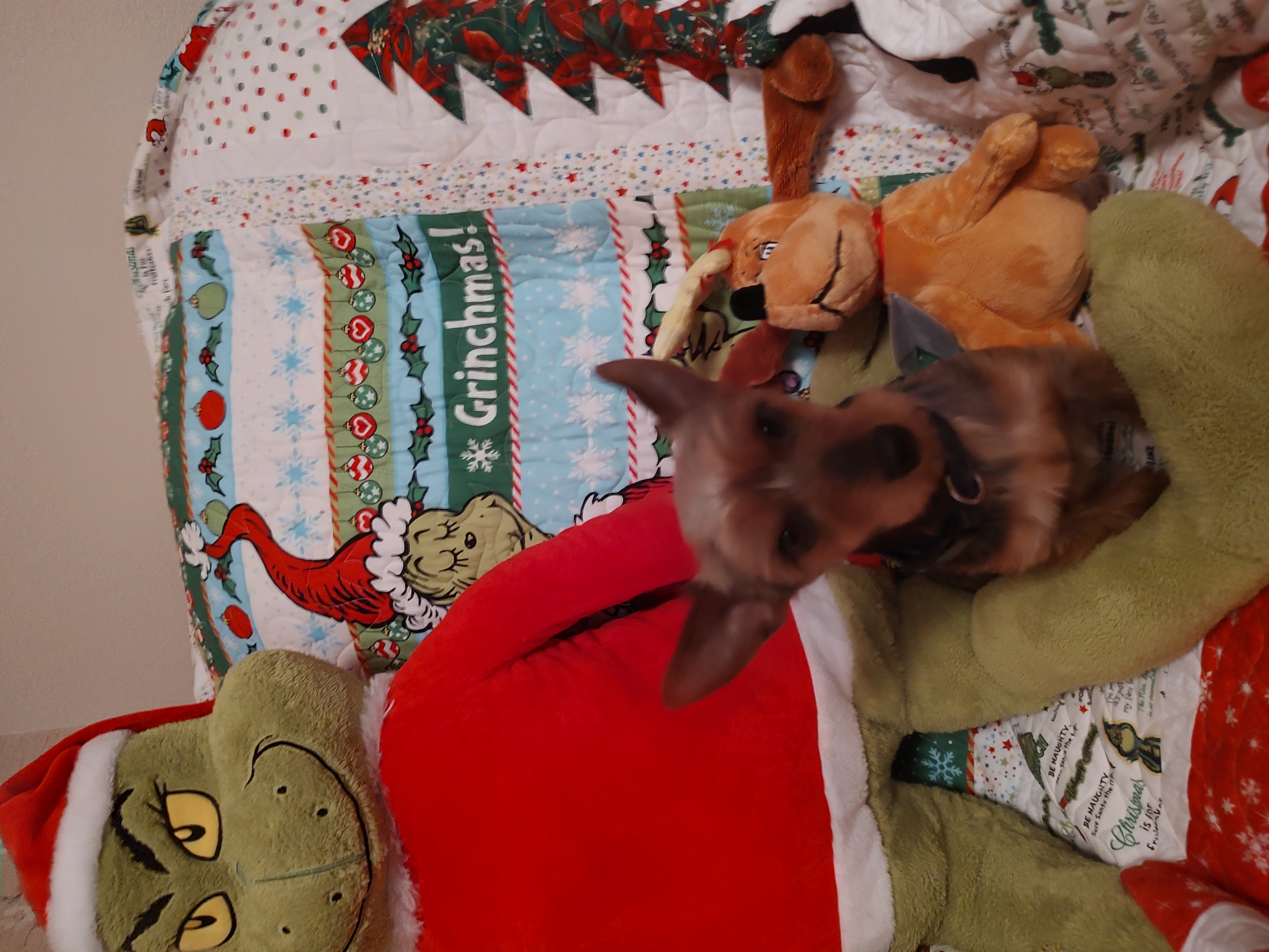 Nemo, a Adoptable Yorkshire Terrier in Azle, TX image 5/5