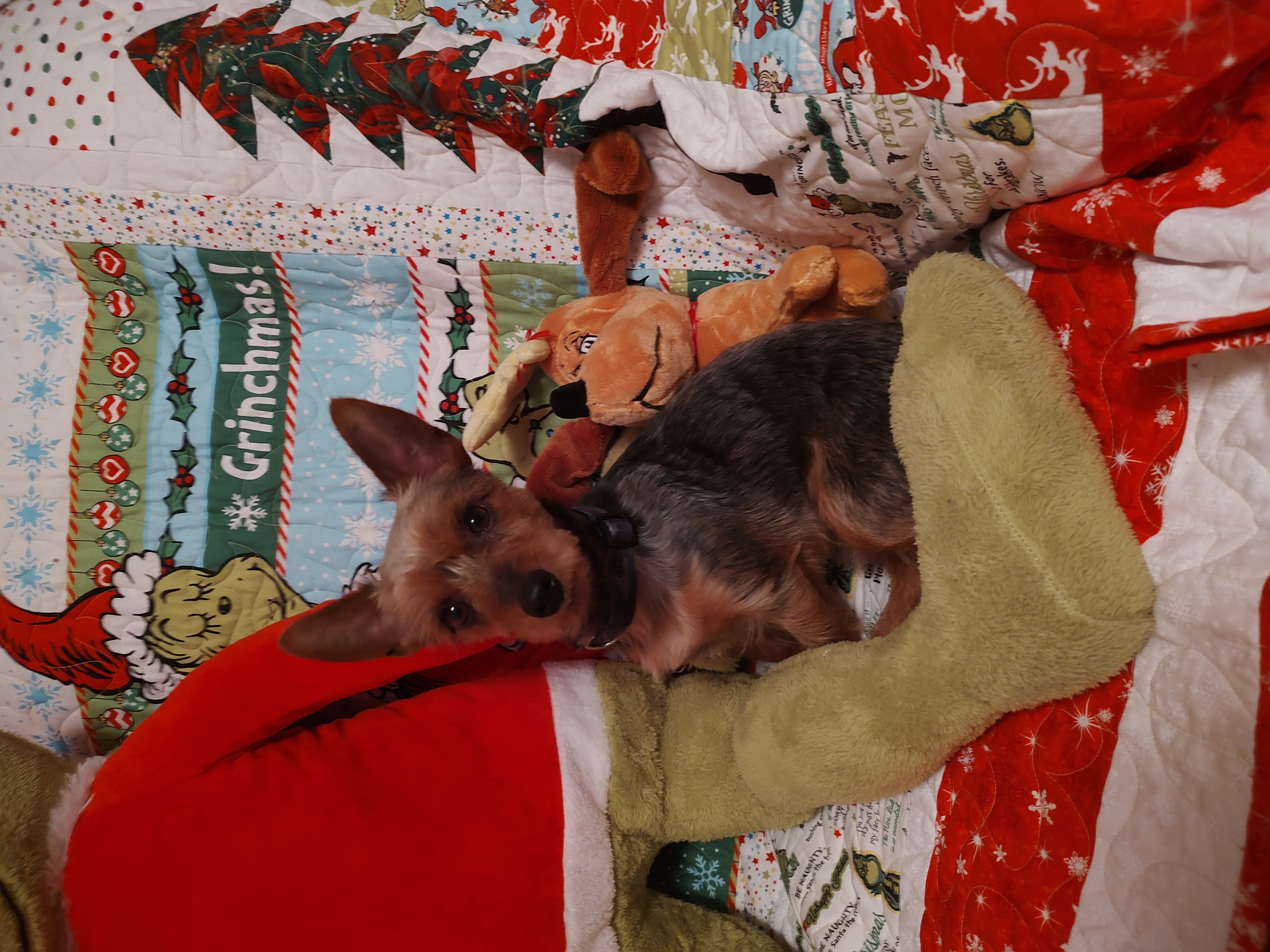 Nemo, a Adoptable Yorkshire Terrier in Azle, TX image 2/5