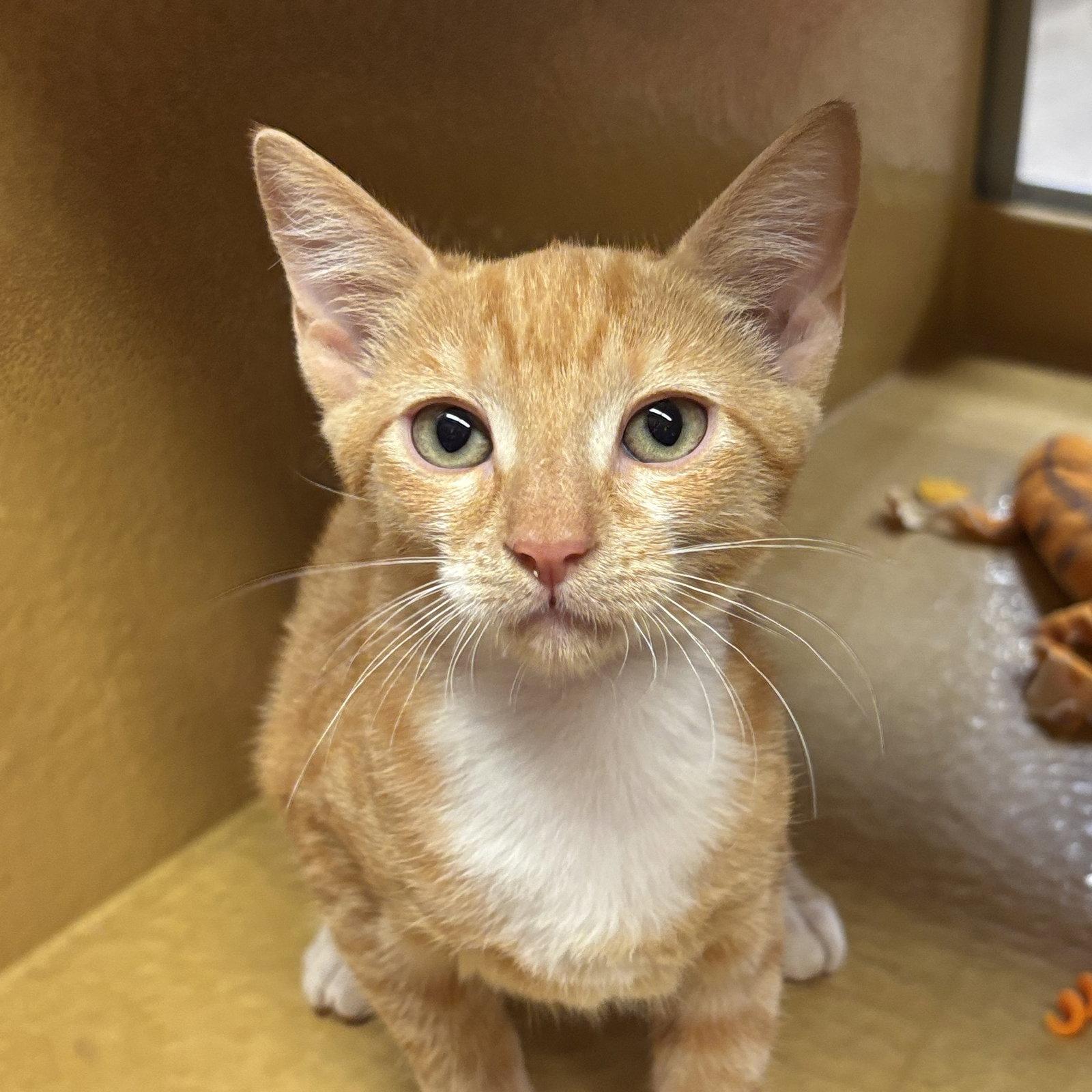 Enlarge Sierra, a Adoptable Domestic Short Hair in Sonora, CA image 1/1