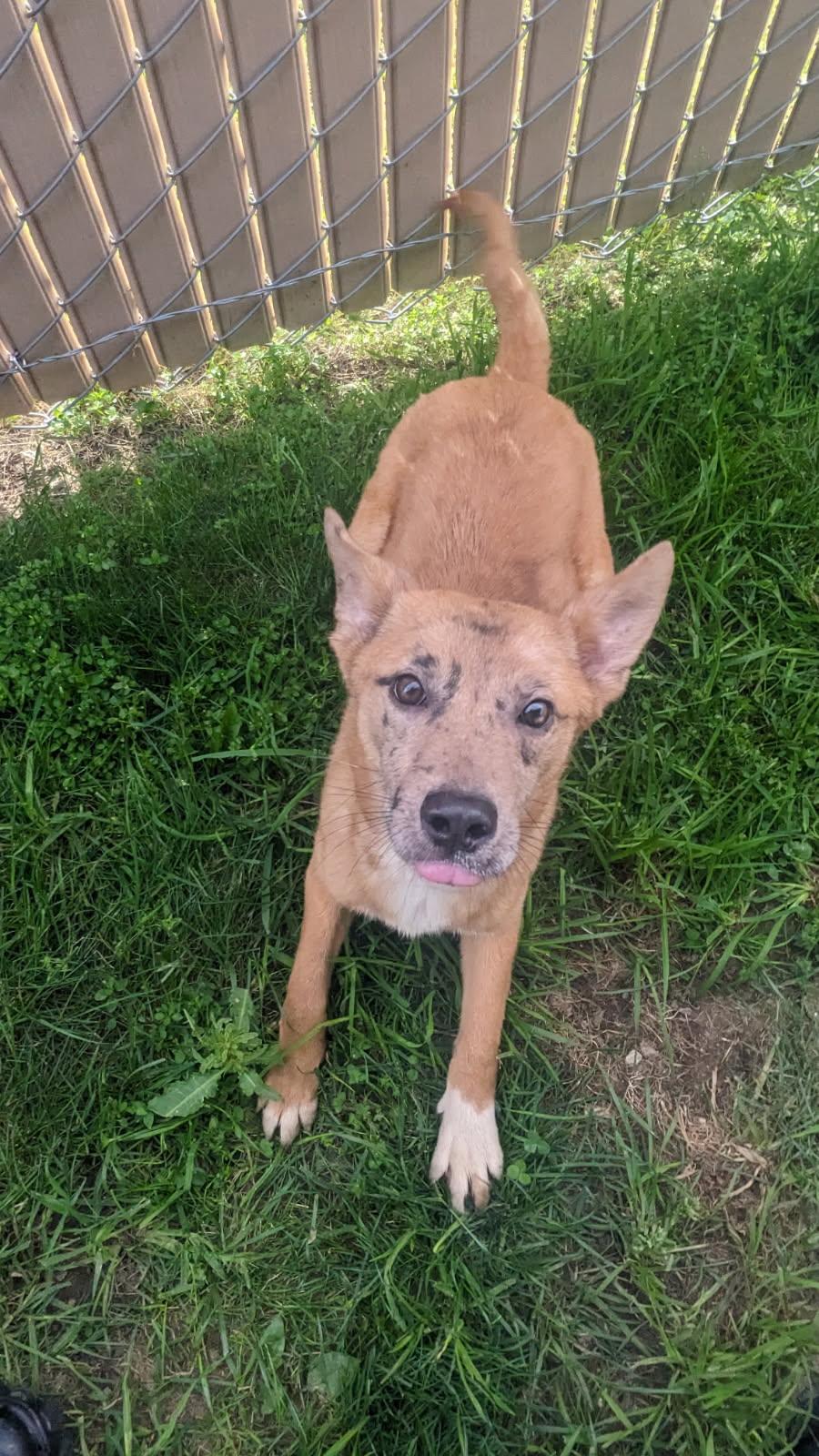 Enlarge Pippa, an adopted mixed breed in Tiffin, OH image 2/2
