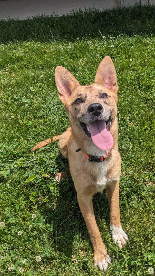 Ginger, an adoptable mixed breed in Tiffin, OH image 2/6