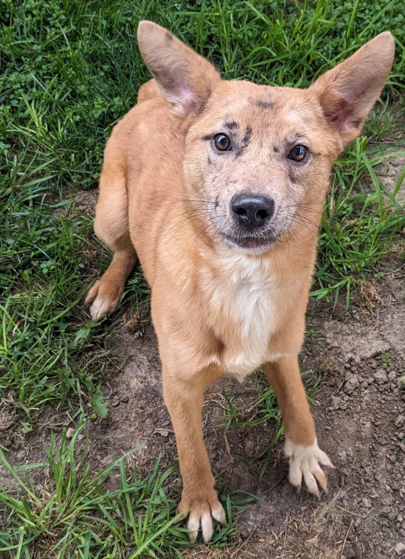 Enlarge Pippa, an adopted mixed breed in Tiffin, OH image 1/2