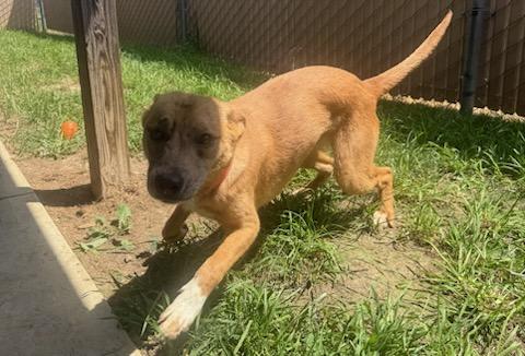 Ginger, an adoptable mixed breed in Tiffin, OH image 5/6