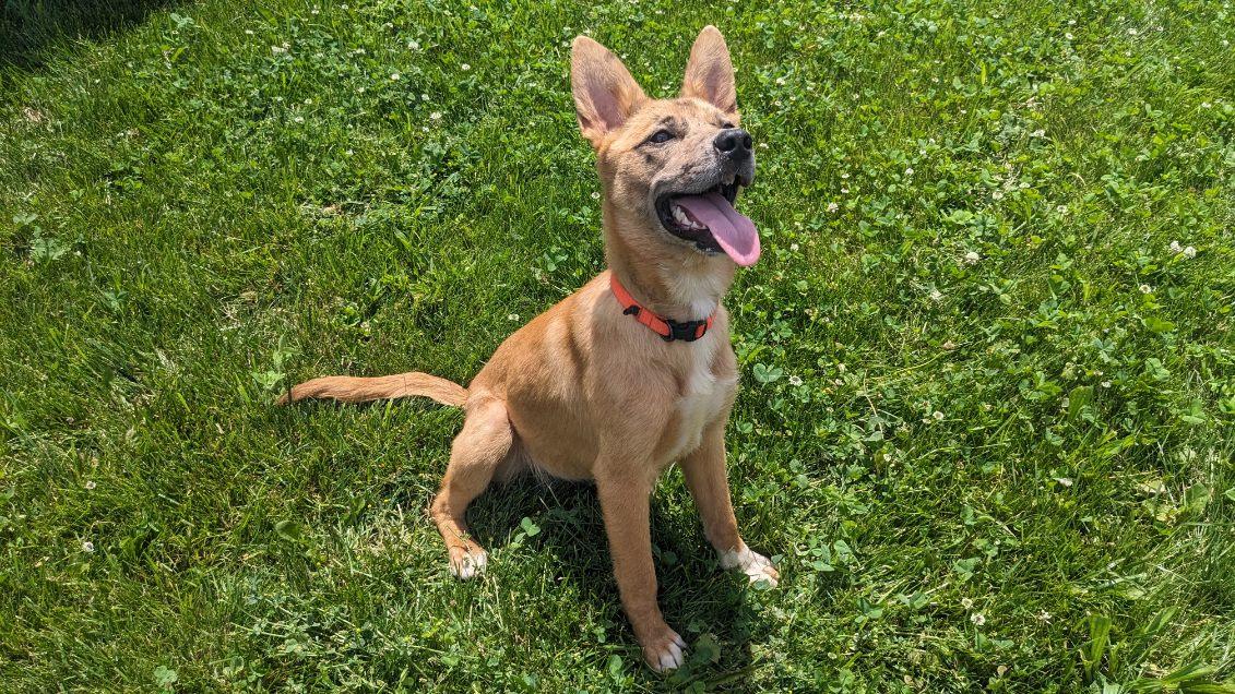 Ginger, an adoptable mixed breed in Tiffin, OH image 3/6