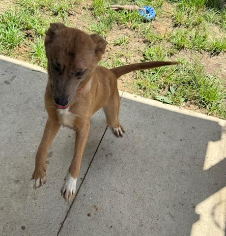 Ginger, an adoptable mixed breed in Tiffin, OH image 6/6
