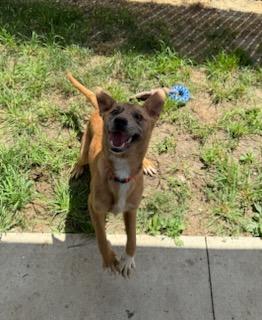 Ginger, an adoptable mixed breed in Tiffin, OH image 1/6