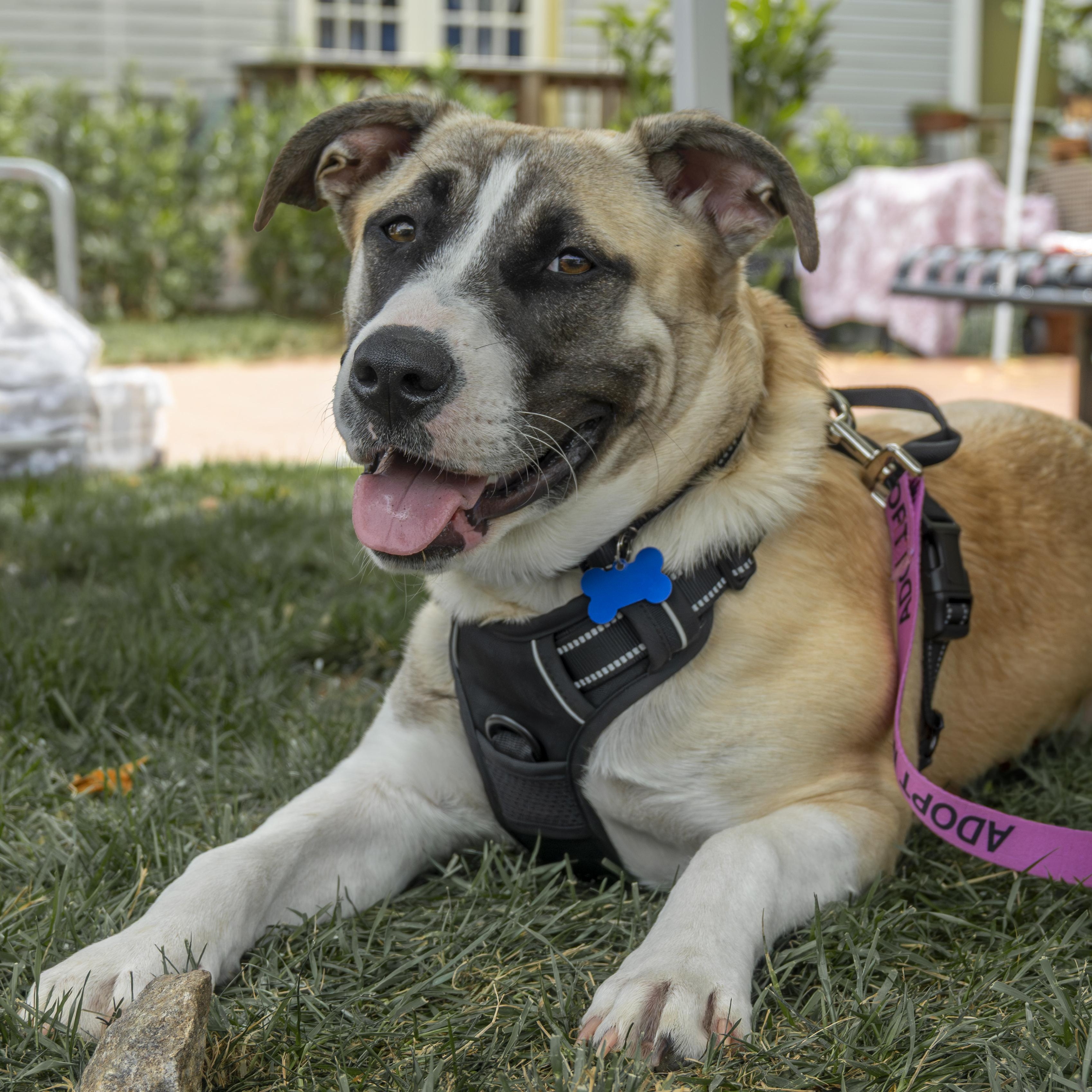 Mari, a Adoptable mixed breed in Columbia, MD image 1/6