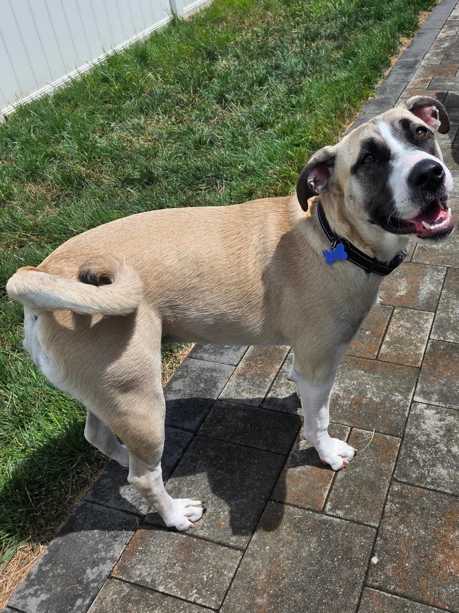 Mari (watch my video) - Fee Waived, Adoptable, Puppy Female Mixed Breed.