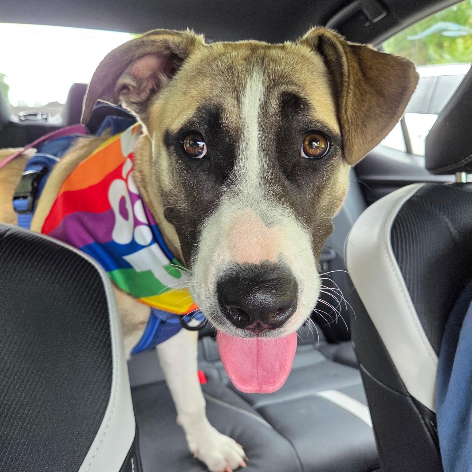 Mari, a Adoptable mixed breed in Columbia, MD image 2/6