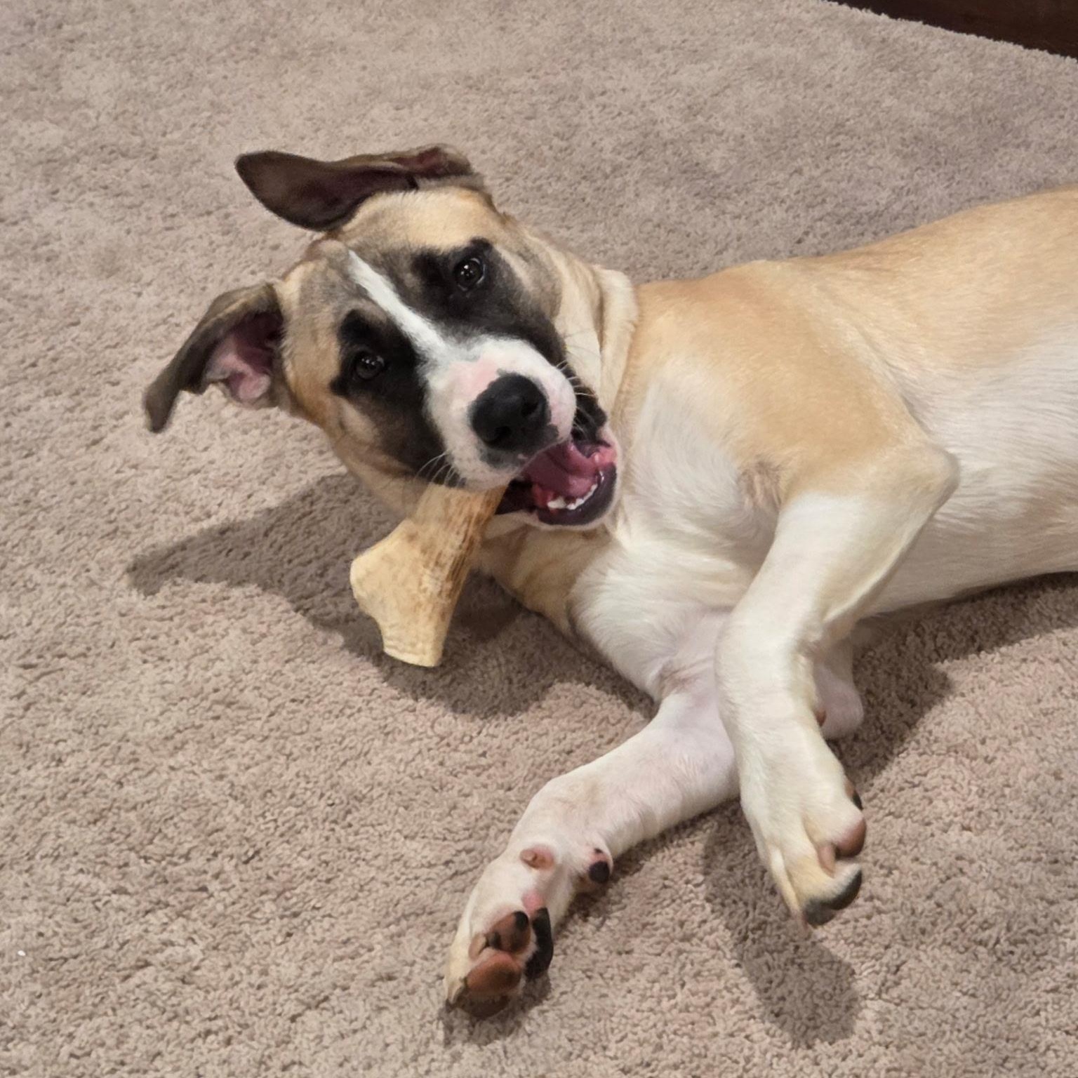 Mari, a Adoptable mixed breed in Columbia, MD image 6/6