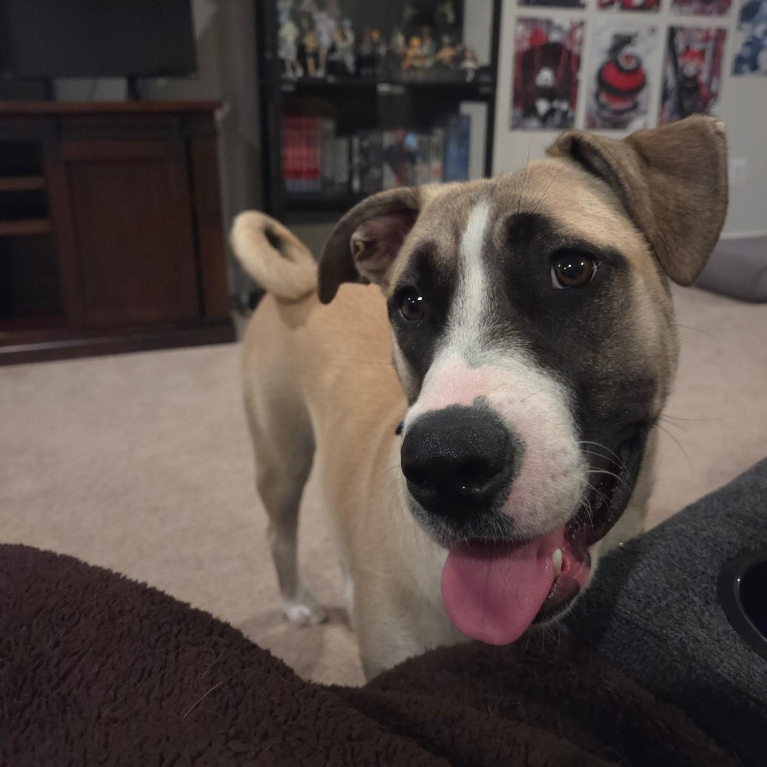 Enlarge Mari (watch my video) - Fee Waived, a Adoptable mixed breed in Columbia, MD image 2/6