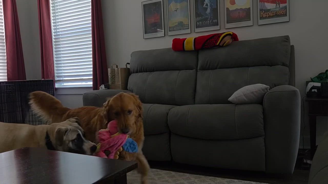 Enlarge Mari, a Adoptable mixed breed in Columbia, MD video 4/6