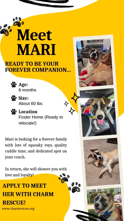 Enlarge Mari, a Adoptable mixed breed in Columbia, MD video 3/6