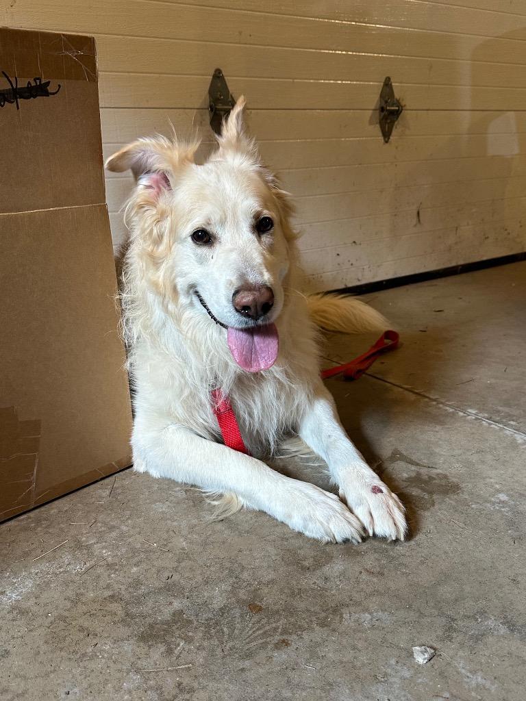 Enlarge Shiloh, a Adoptable Shepherd in Cloquet, MN image 1/1