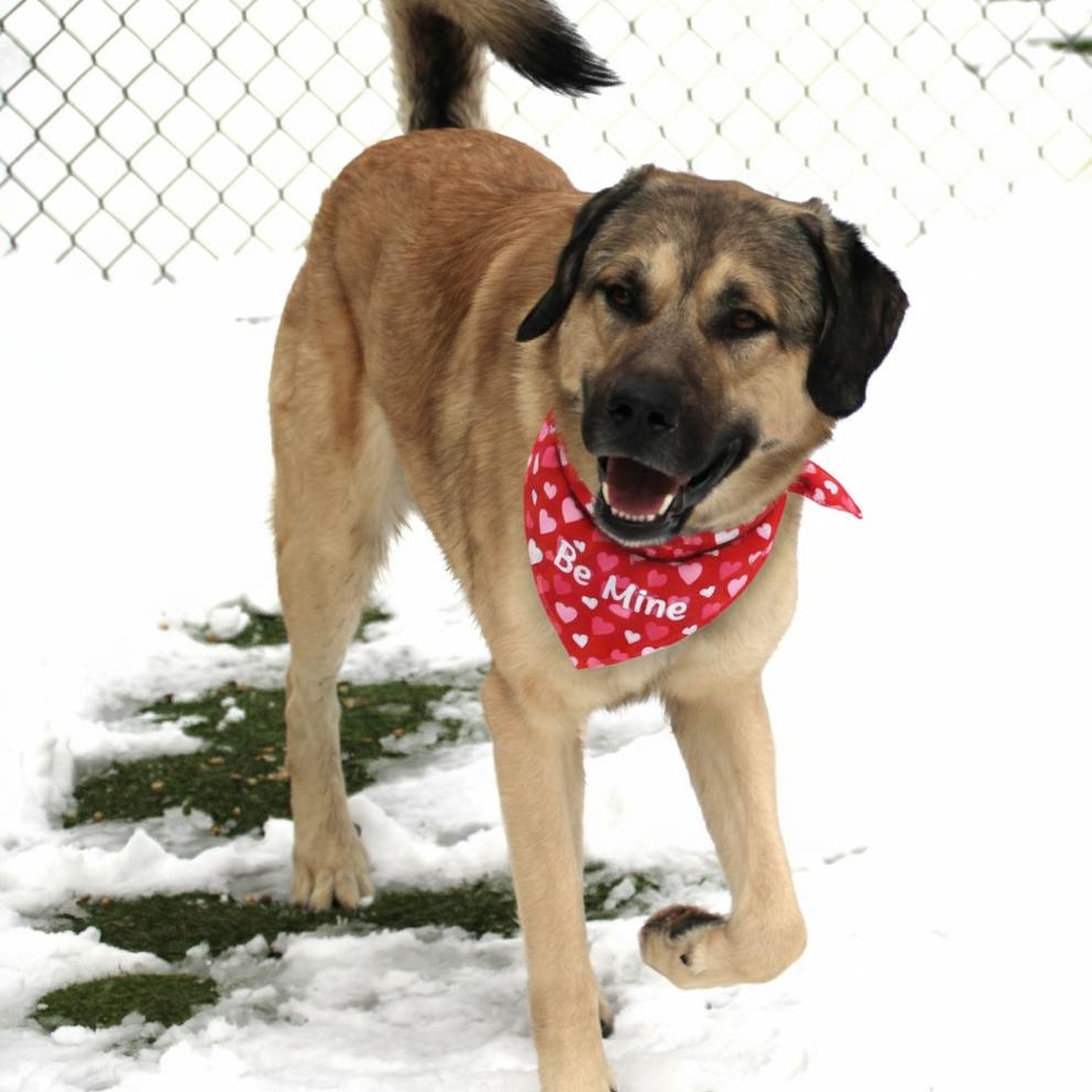 Arthur, a ADOPTABLE Anatolian Shepherd in Medfield, MA image 2/5