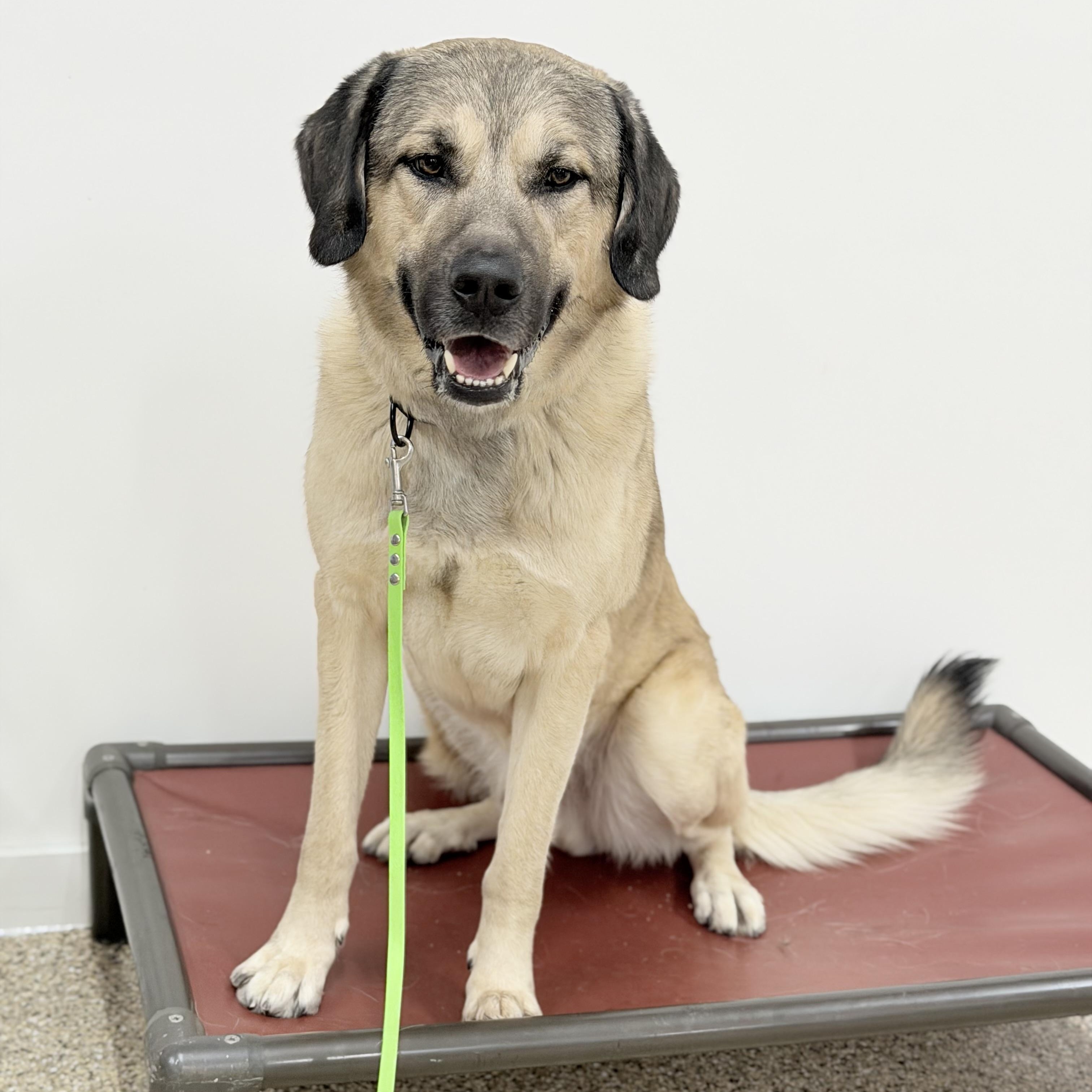 Arthur, a ADOPTABLE Anatolian Shepherd in Medfield, MA image 3/5