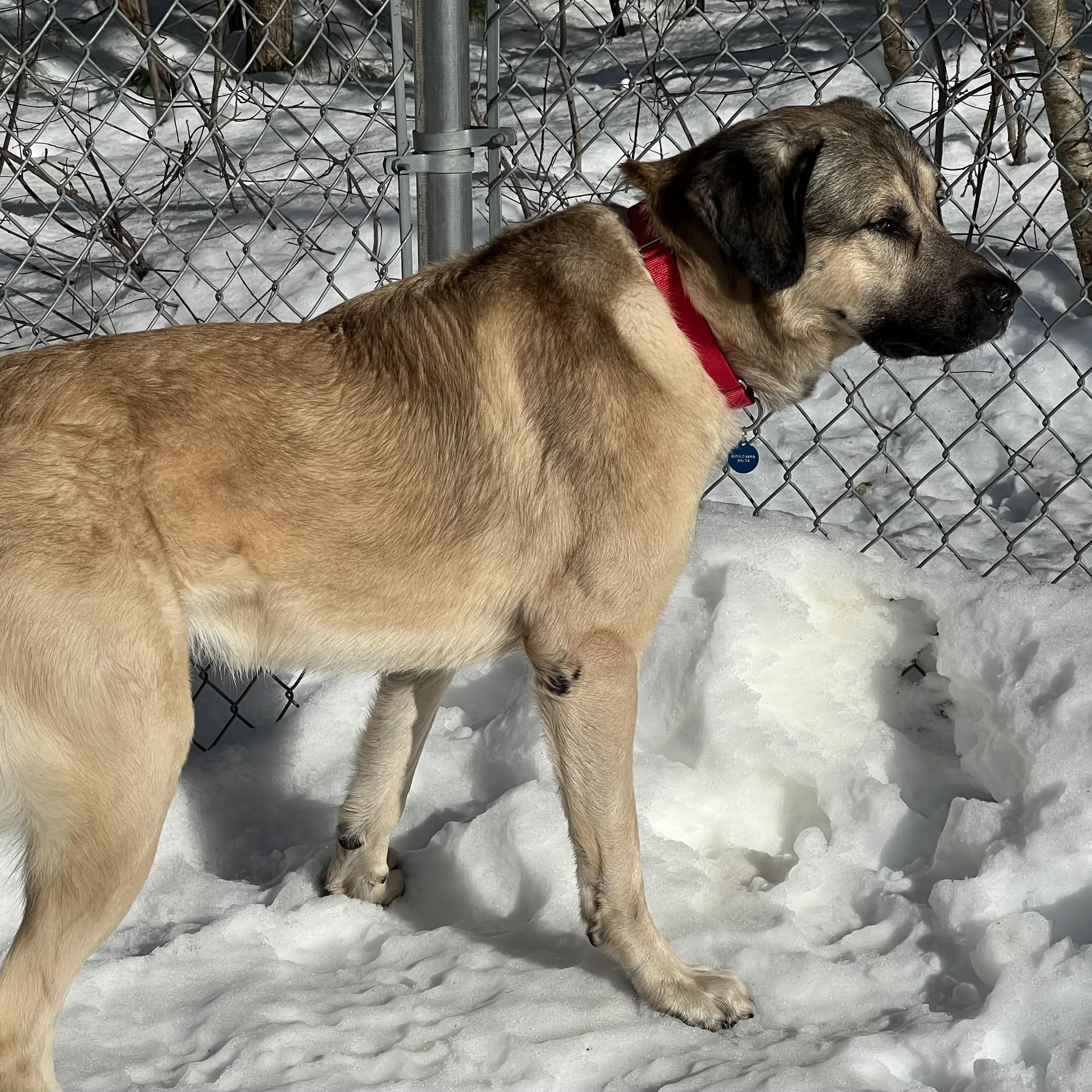 Arthur, a ADOPTABLE Anatolian Shepherd in Medfield, MA image 5/5