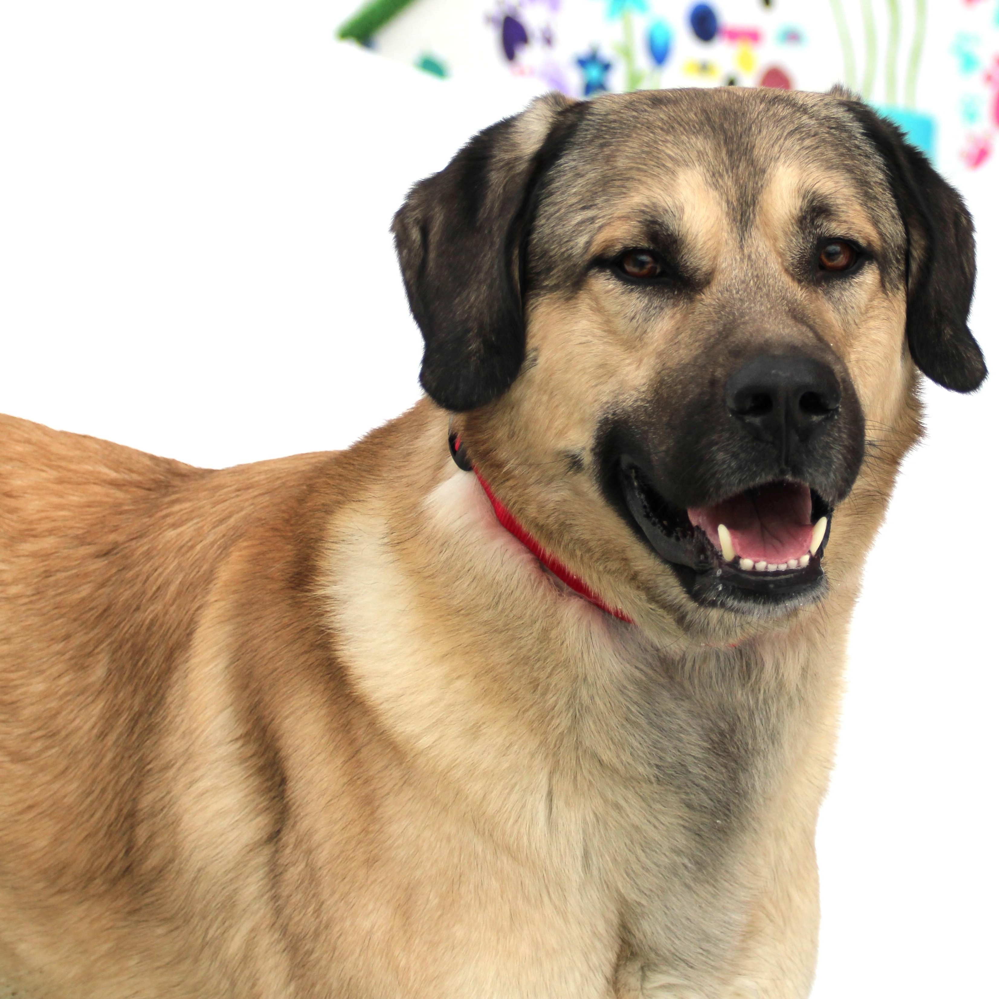 Arthur, a ADOPTABLE Anatolian Shepherd in Medfield, MA image 1/5
