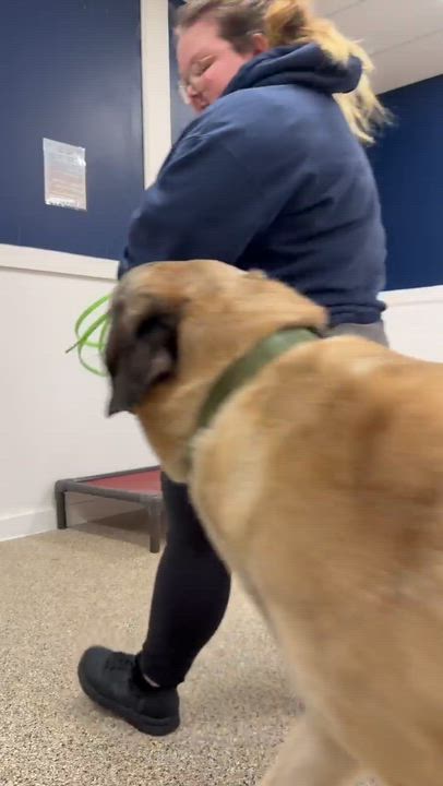 Enlarge Arthur, a ADOPTABLE Anatolian Shepherd in Medfield, MA video 4/5