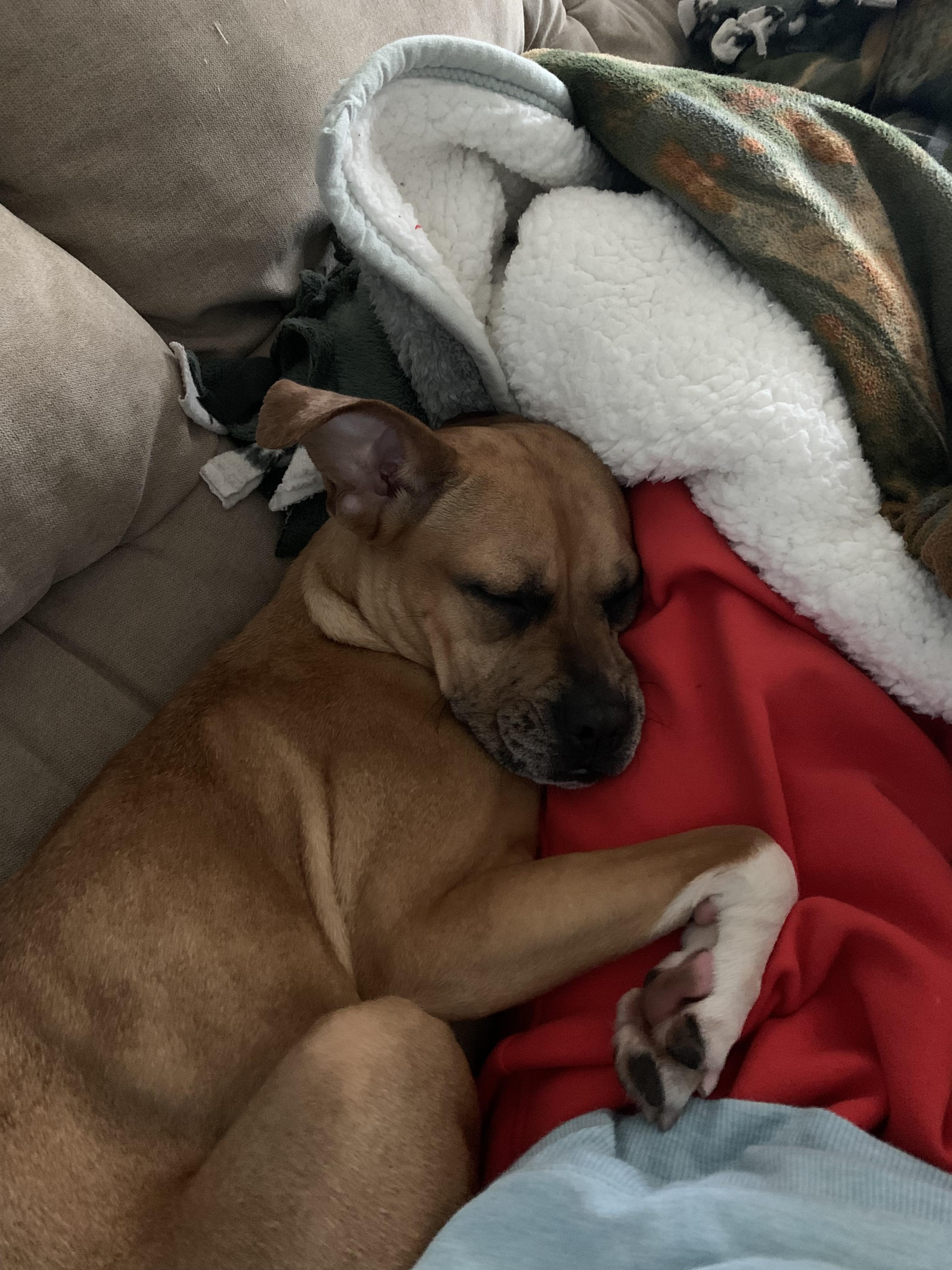 Nancy, a Adoptable mixed breed in Lockport, IL image 2/4