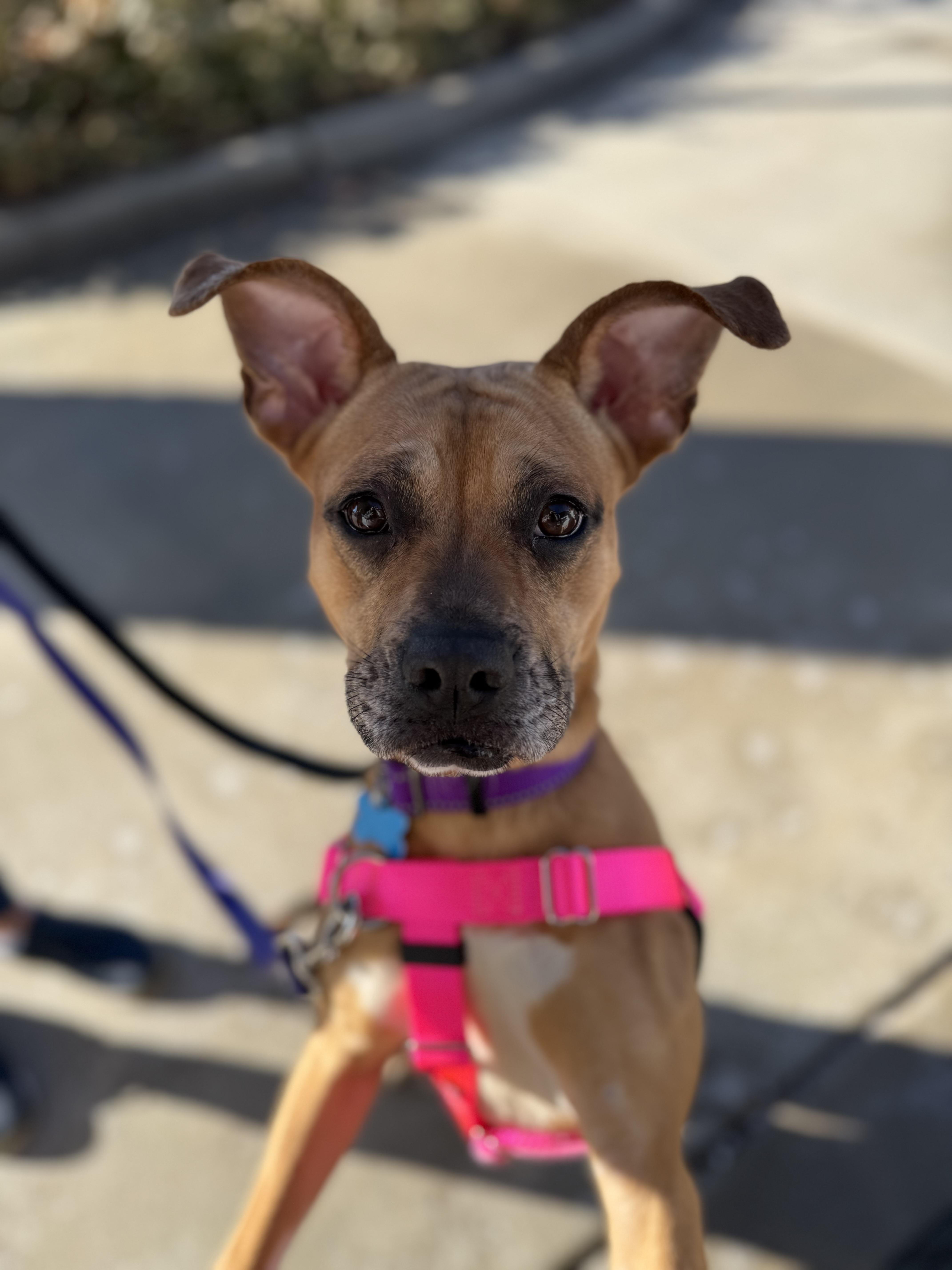 Nancy, a Adoptable mixed breed in Lockport, IL image 3/4