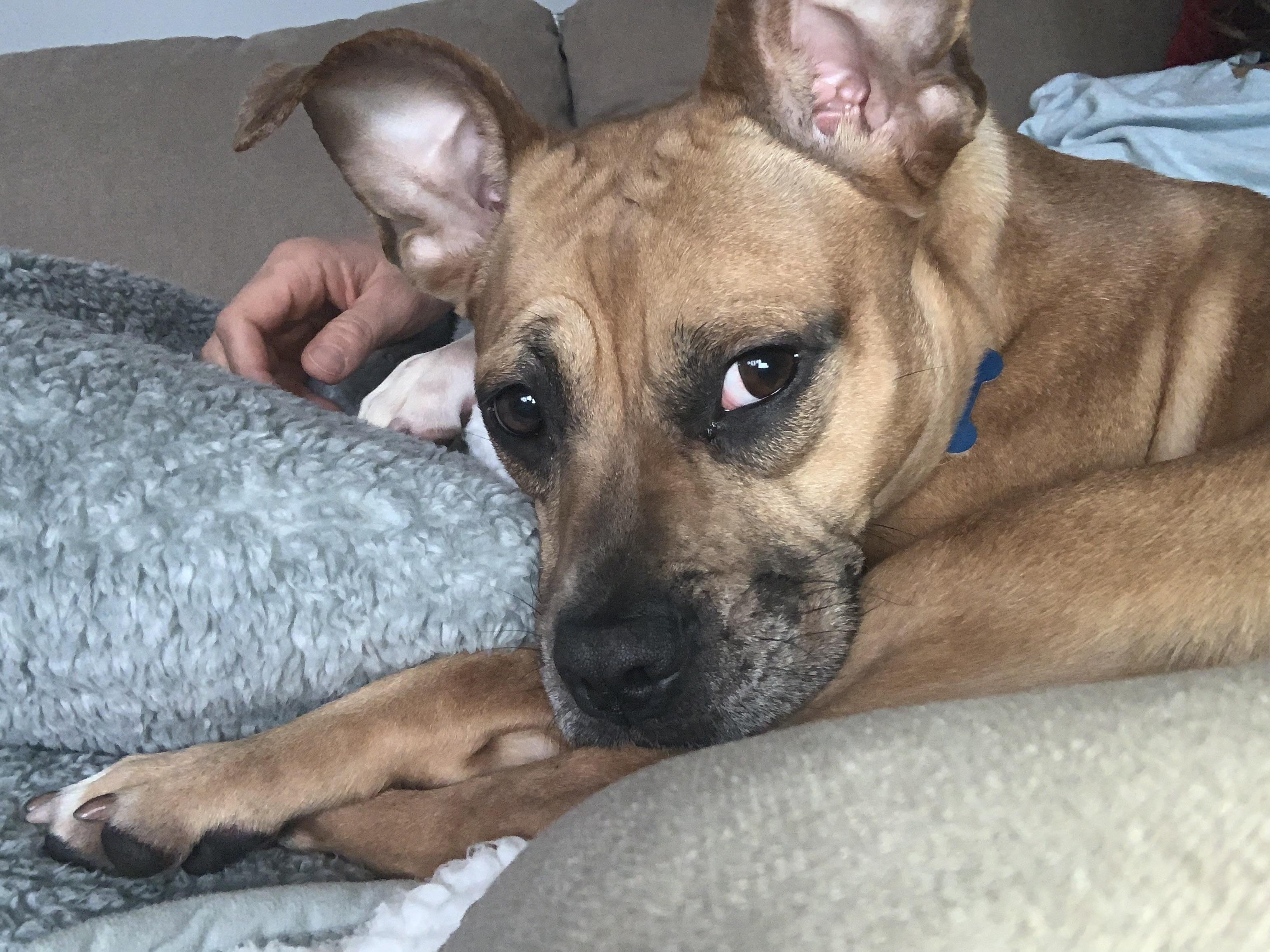 Nancy, a Adoptable mixed breed in Lockport, IL image 4/4