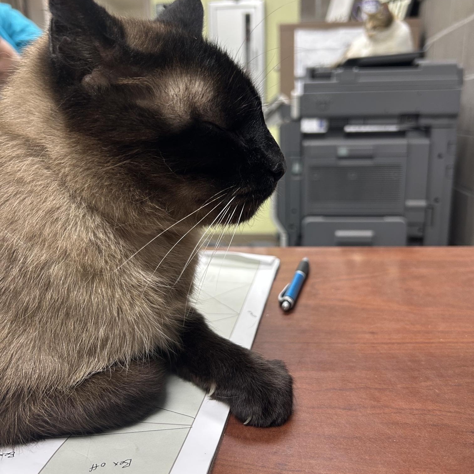 Enlarge Sgt. Pepper, an adoptable Domestic Short Hair in Homer, AK image 2/4