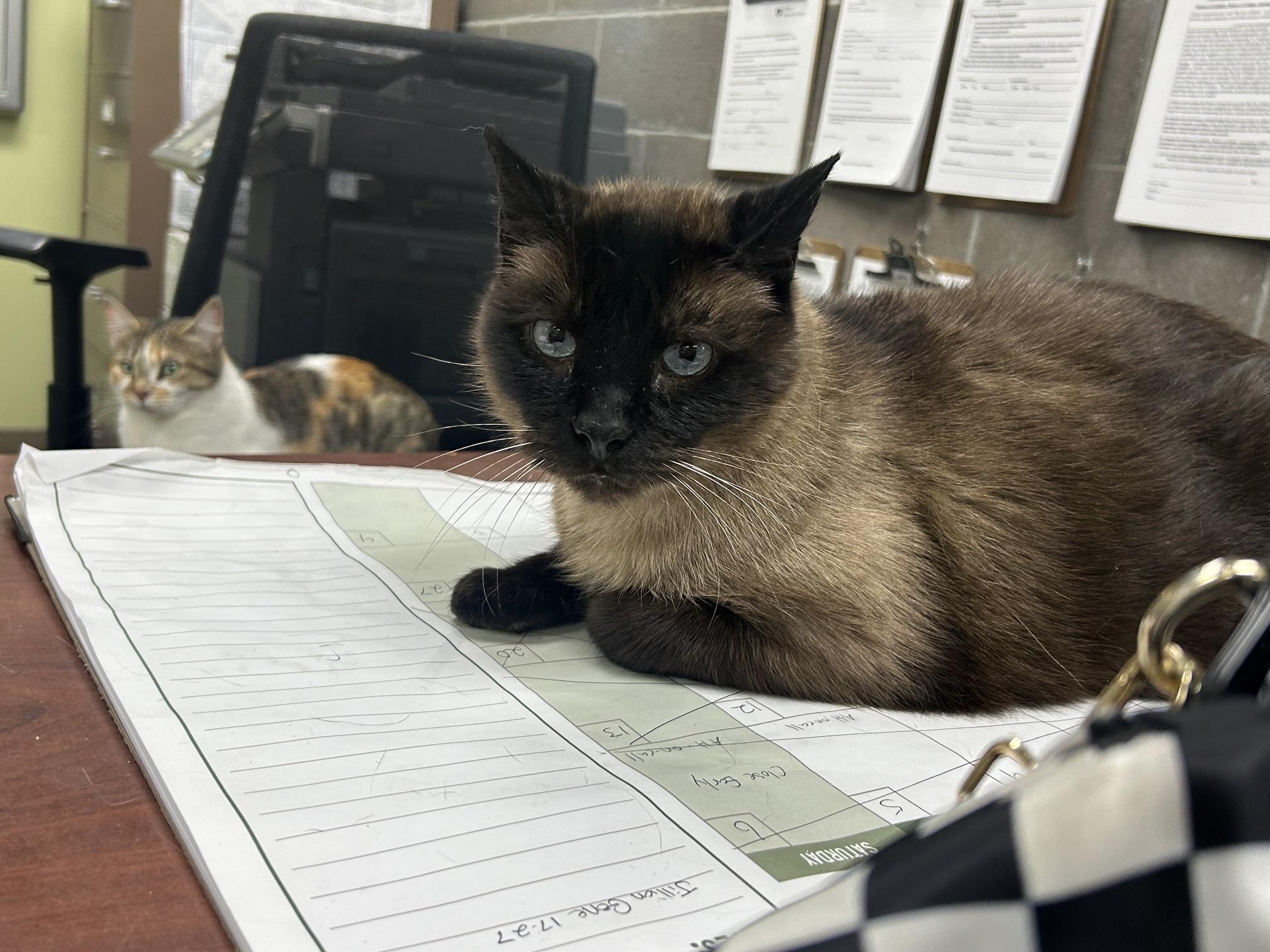 Sgt. Pepper, adoptable, Adult Male Domestic Short Hair.
