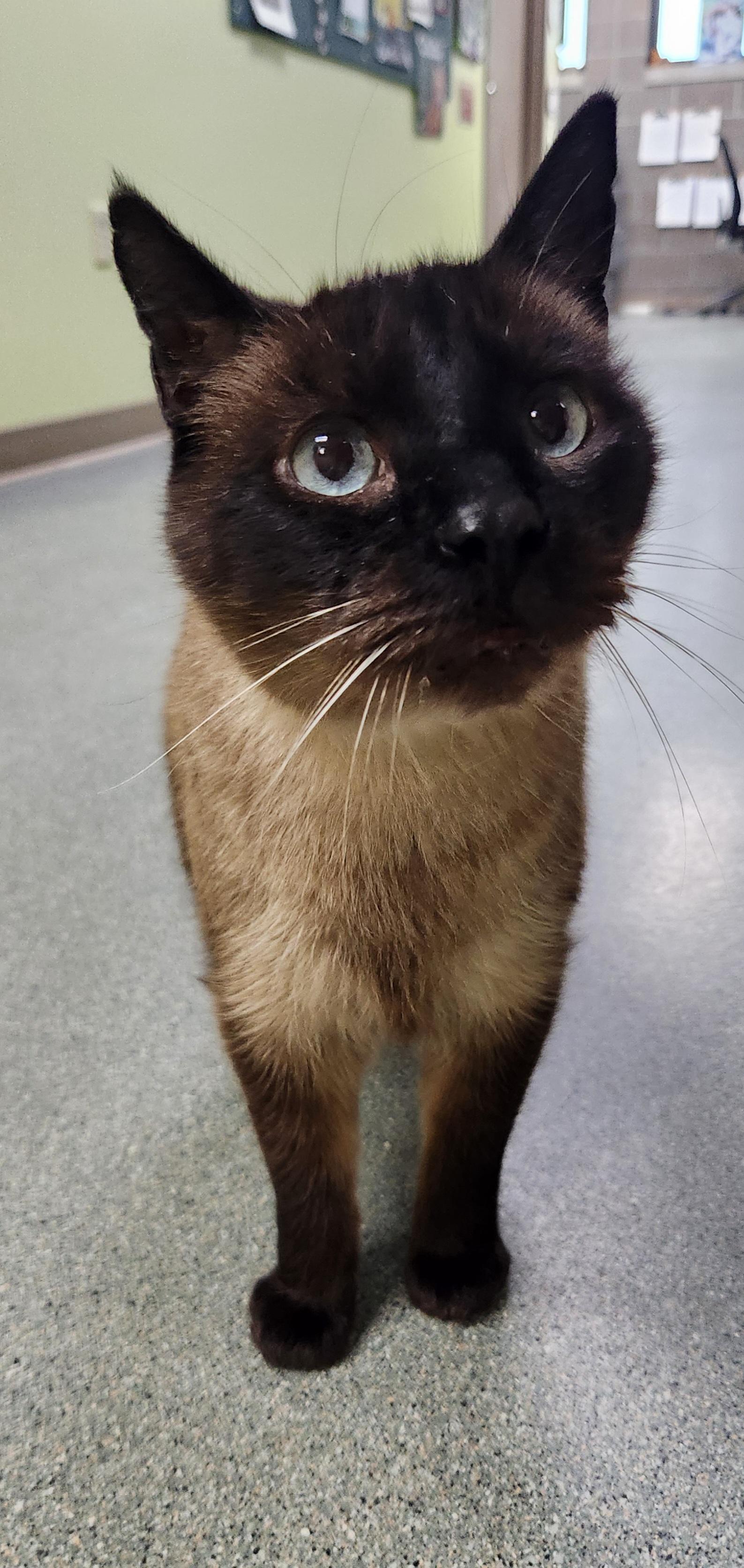 Enlarge Sgt. Pepper, an adoptable Domestic Short Hair in Homer, AK image 3/4