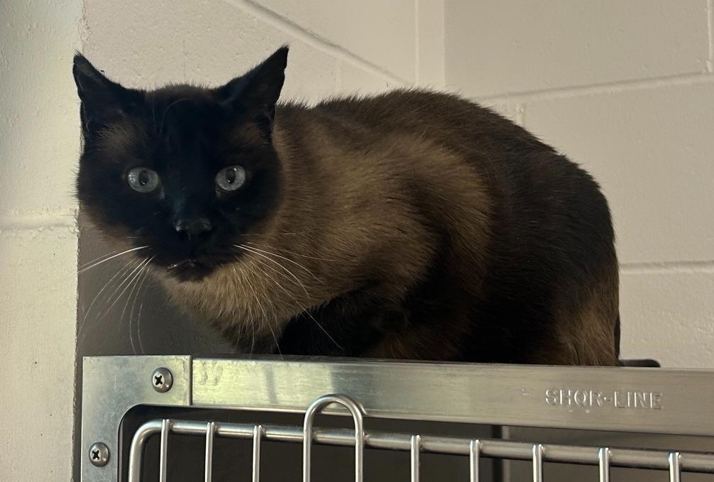 Enlarge Sgt. Pepper, an adoptable Domestic Short Hair in Homer, AK image 4/4