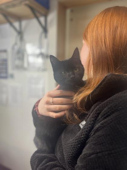 Que, ADOPTABLE, Kitten Male Domestic Short Hair.