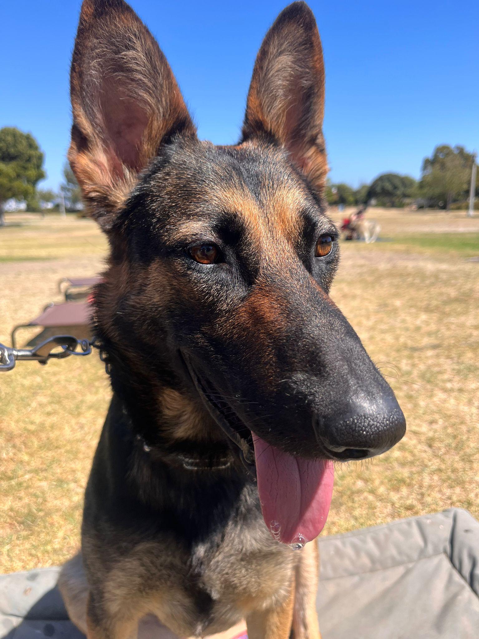 Lucy (prof Trained) photo 1