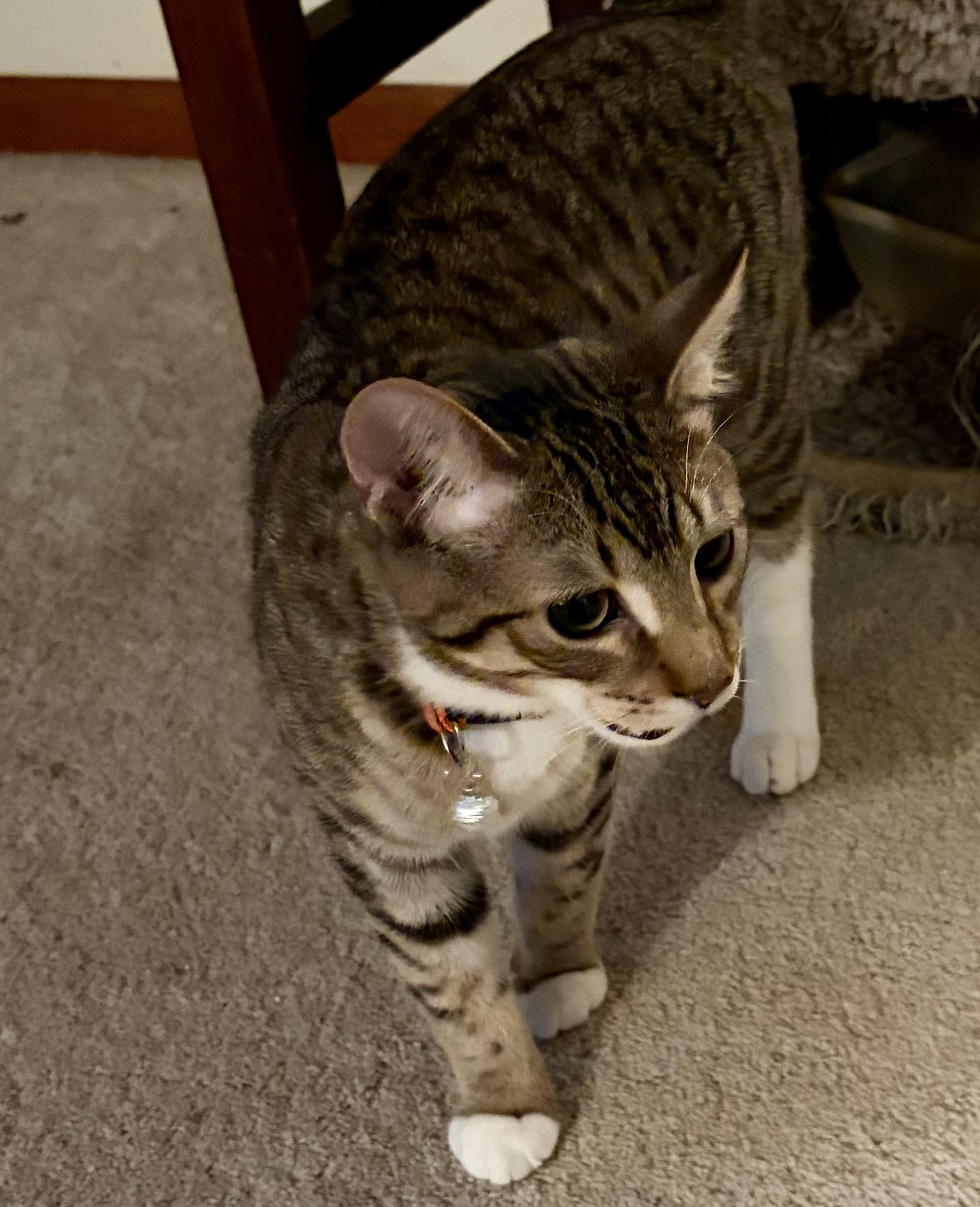 Enlarge Timber, an adopted Domestic Short Hair in Houghton Lake, MI image 5/5