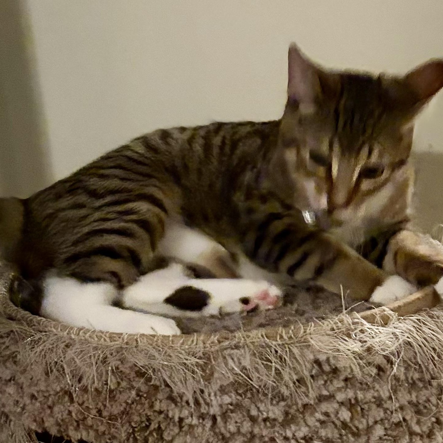 Enlarge Timber, an adopted Domestic Short Hair in Houghton Lake, MI image 2/5