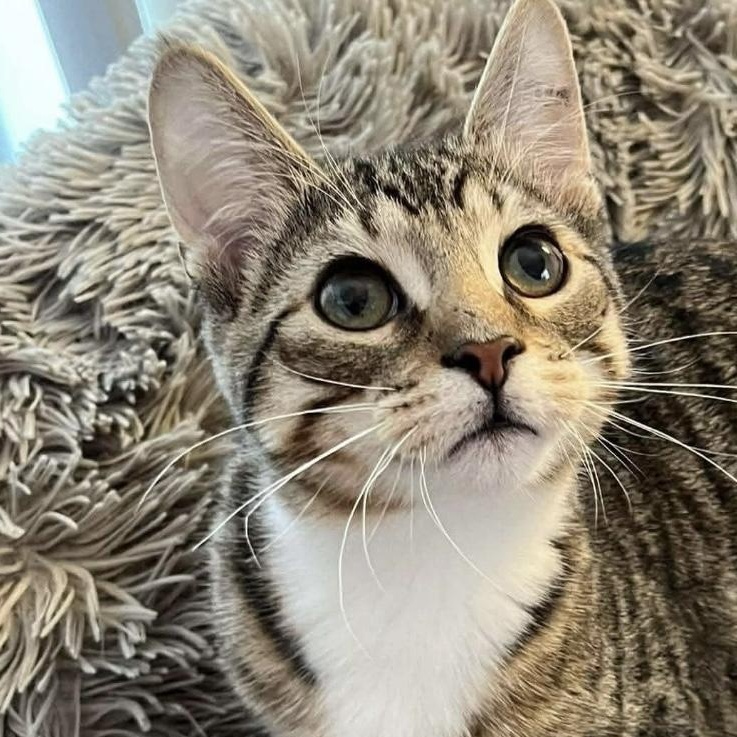 Timber, adopted, Young Male Domestic Short Hair.