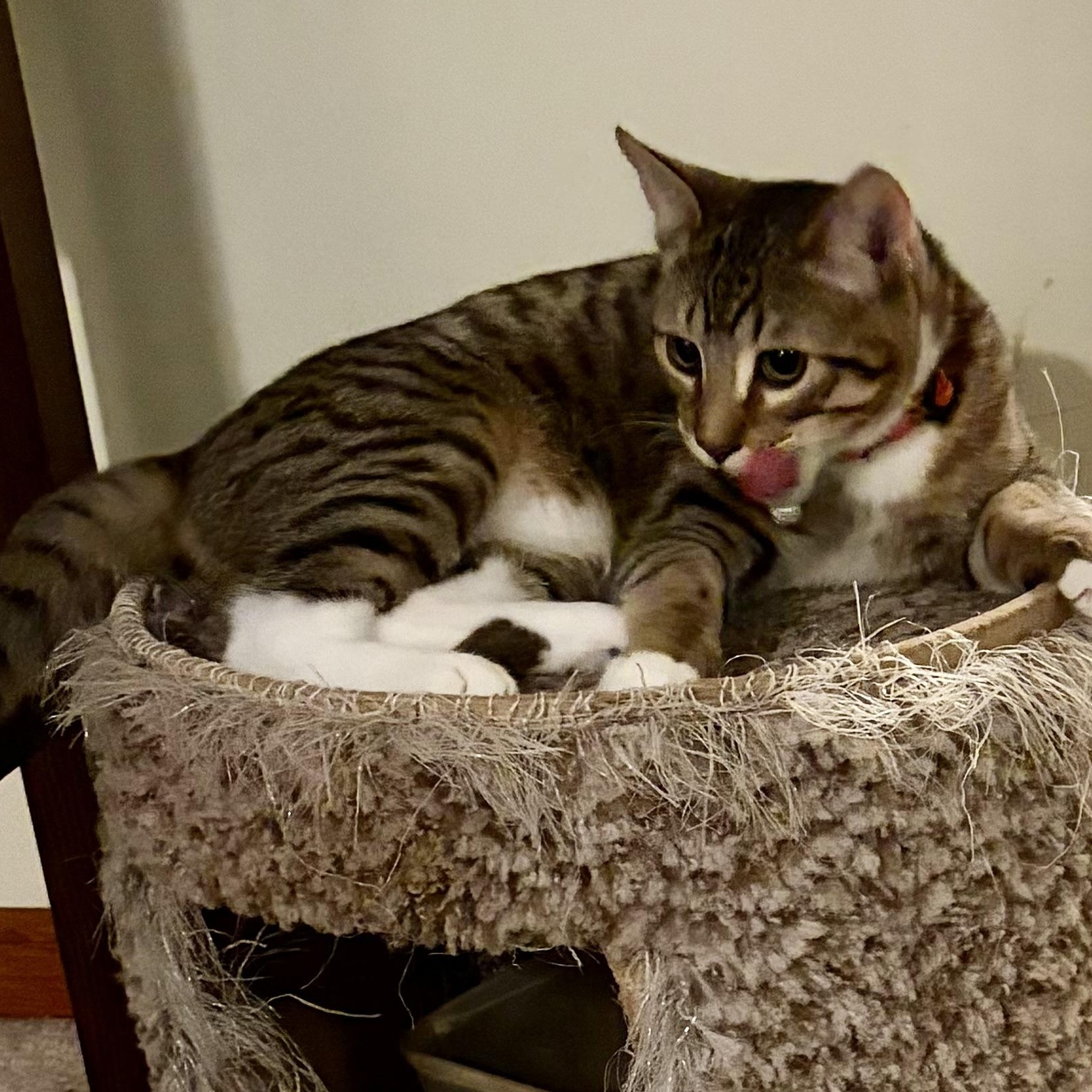 Enlarge Timber, an adopted Domestic Short Hair in Houghton Lake, MI image 3/5