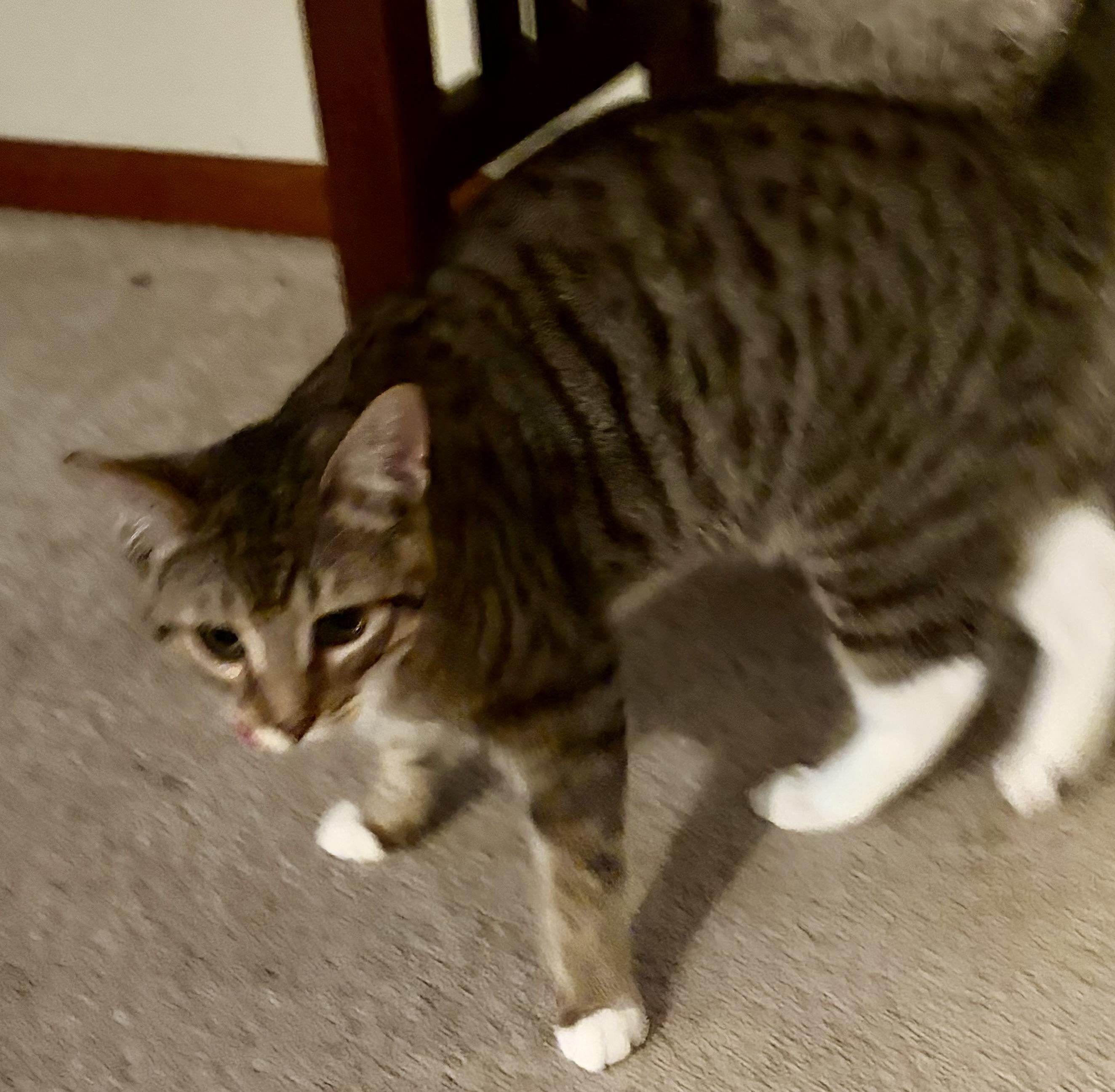 Enlarge Timber, an adopted Domestic Short Hair in Houghton Lake, MI image 4/5