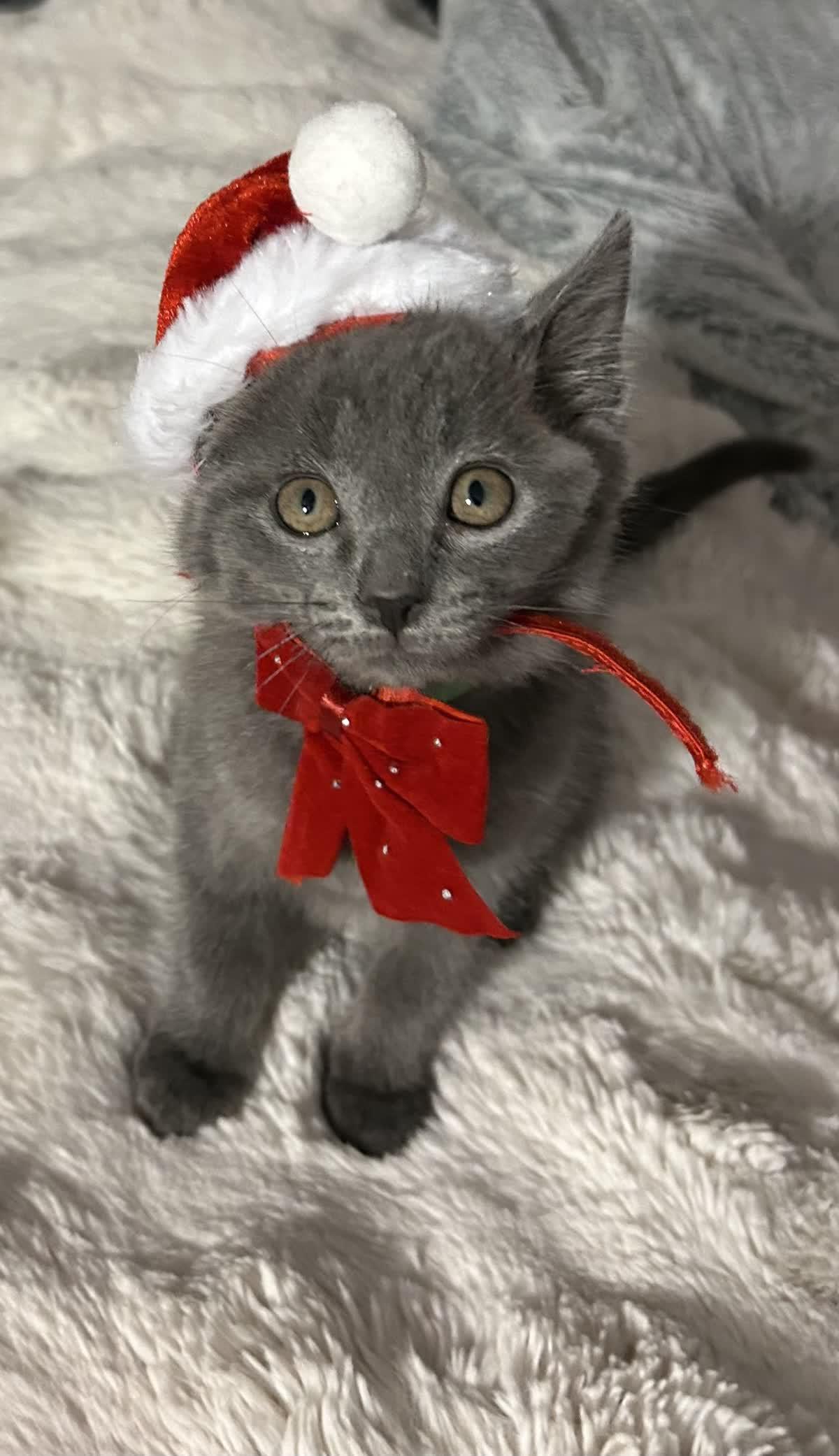 Buttercup thumbnail 2