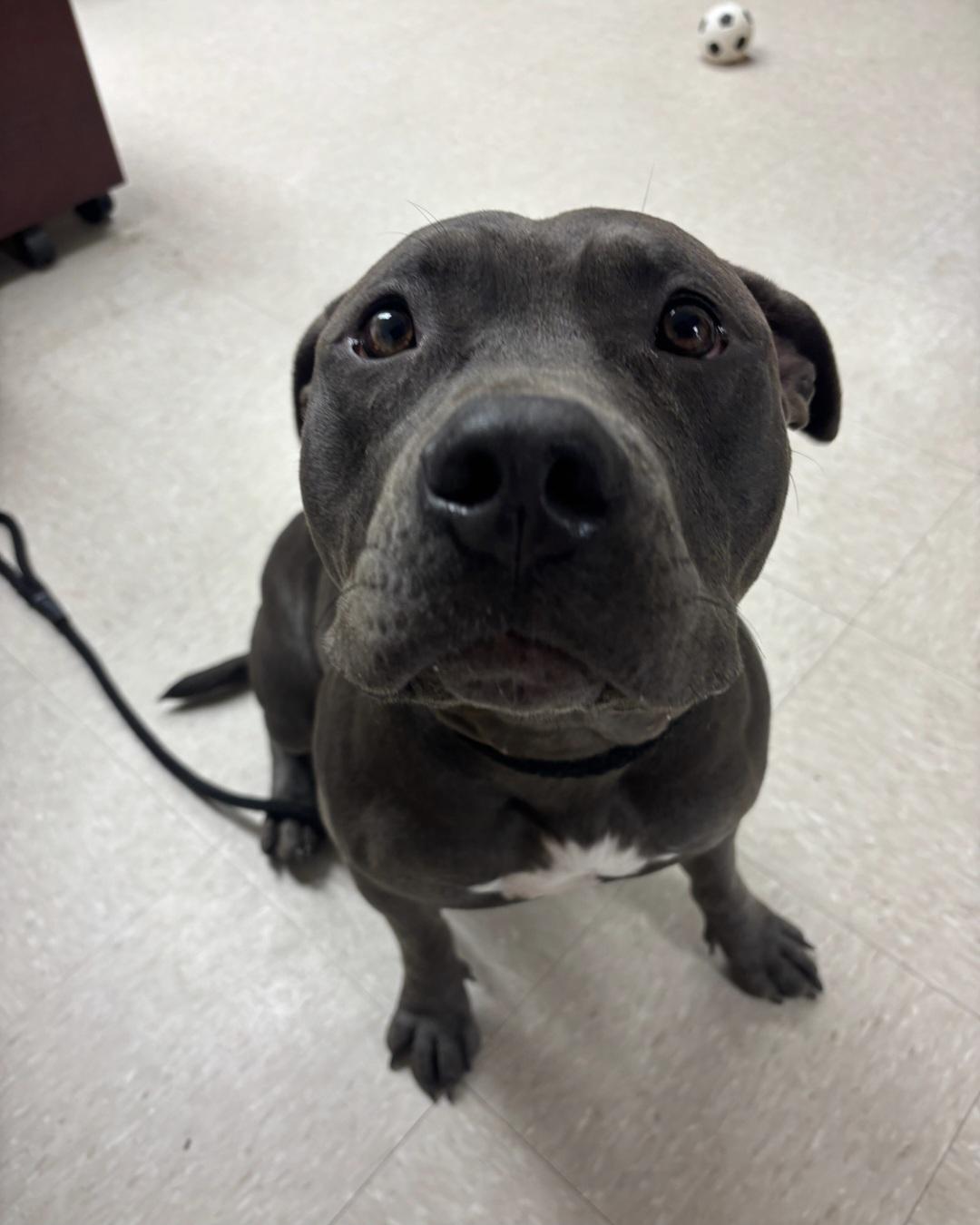 Enlarge Poppy , an adoptable Pit Bull Terrier in Clayton, NJ image 3/6