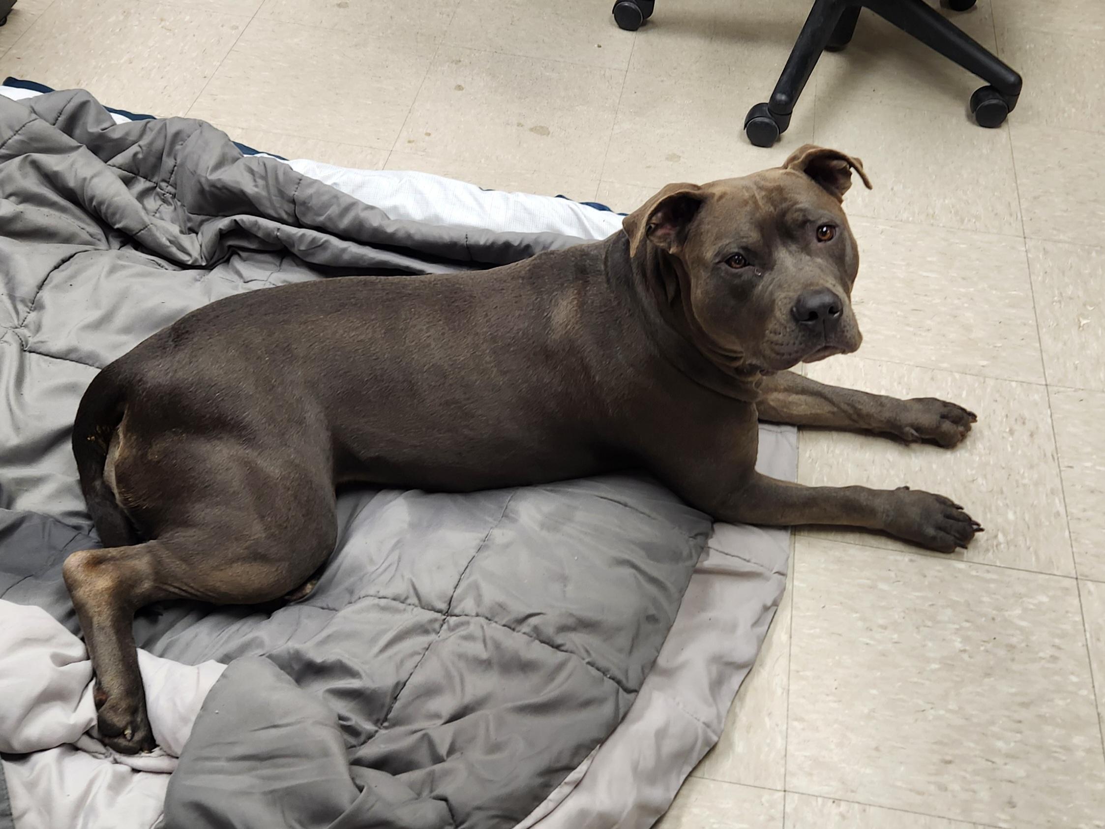 Enlarge Poppy , an adoptable Pit Bull Terrier in Clayton, NJ image 2/6