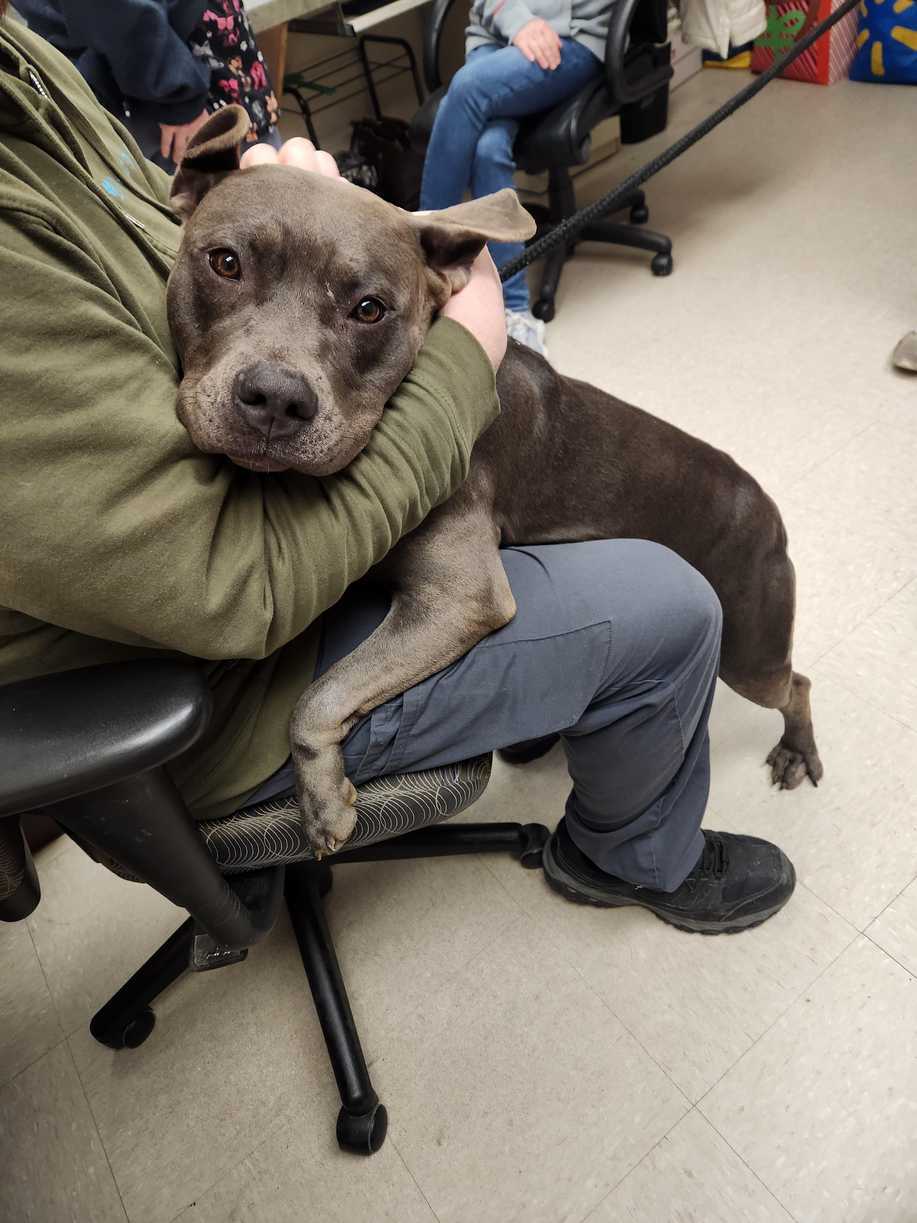 Enlarge Poppy , an adoptable Pit Bull Terrier in Clayton, NJ image 4/6
