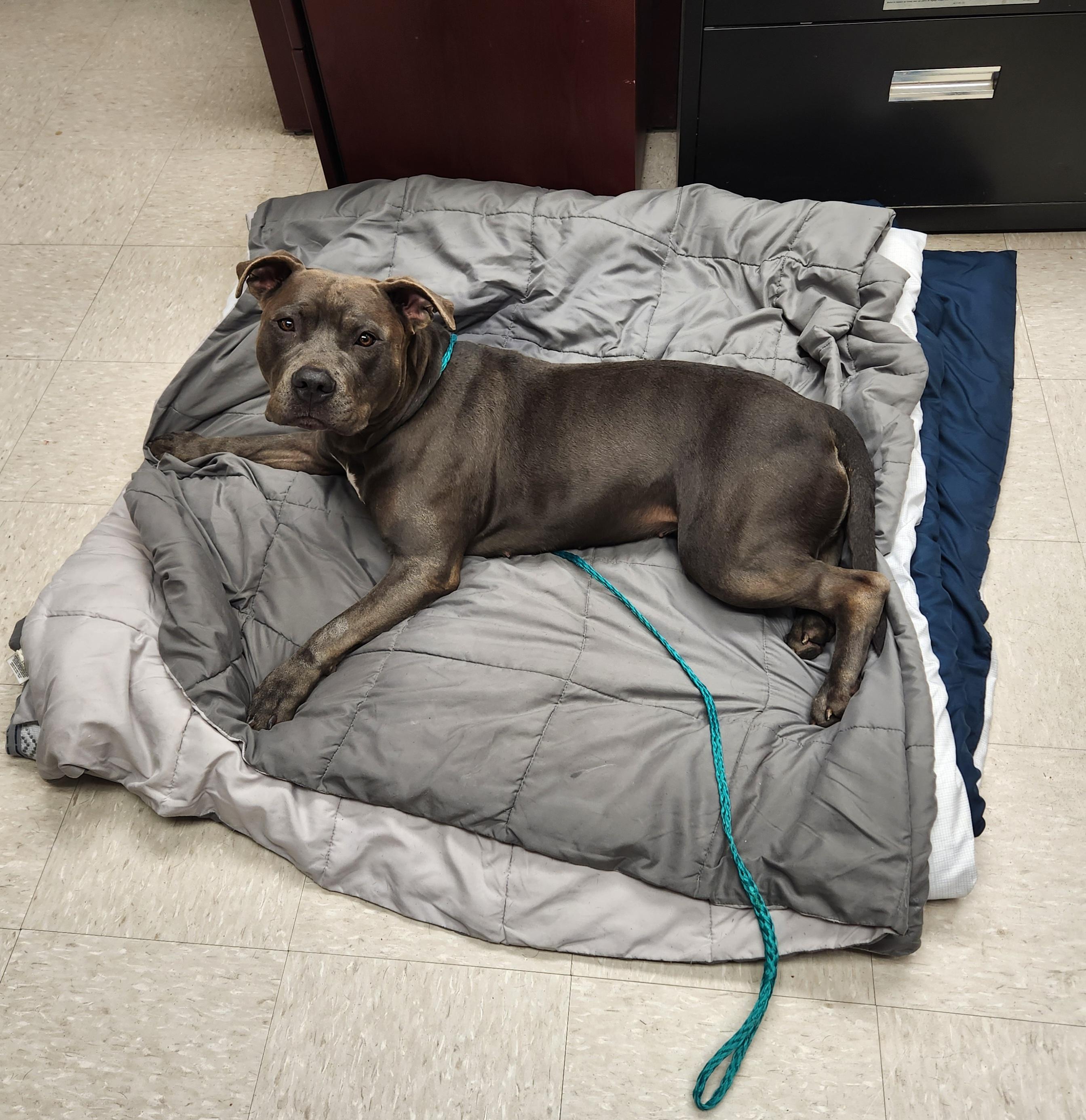 Enlarge Poppy , an adoptable Pit Bull Terrier in Clayton, NJ image 1/6