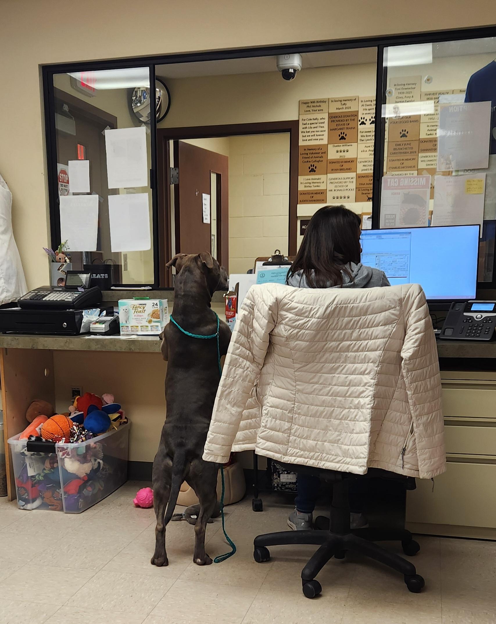 Enlarge Poppy , an adoptable Pit Bull Terrier in Clayton, NJ image 5/6