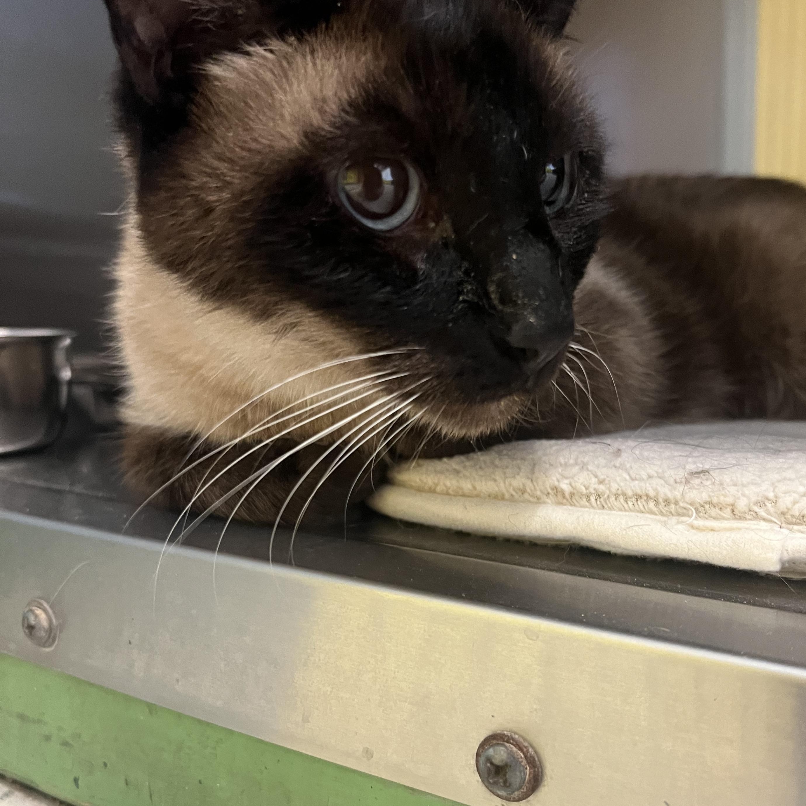 Enlarge Starr, an adopted Siamese in Spokane, WA image 2/3
