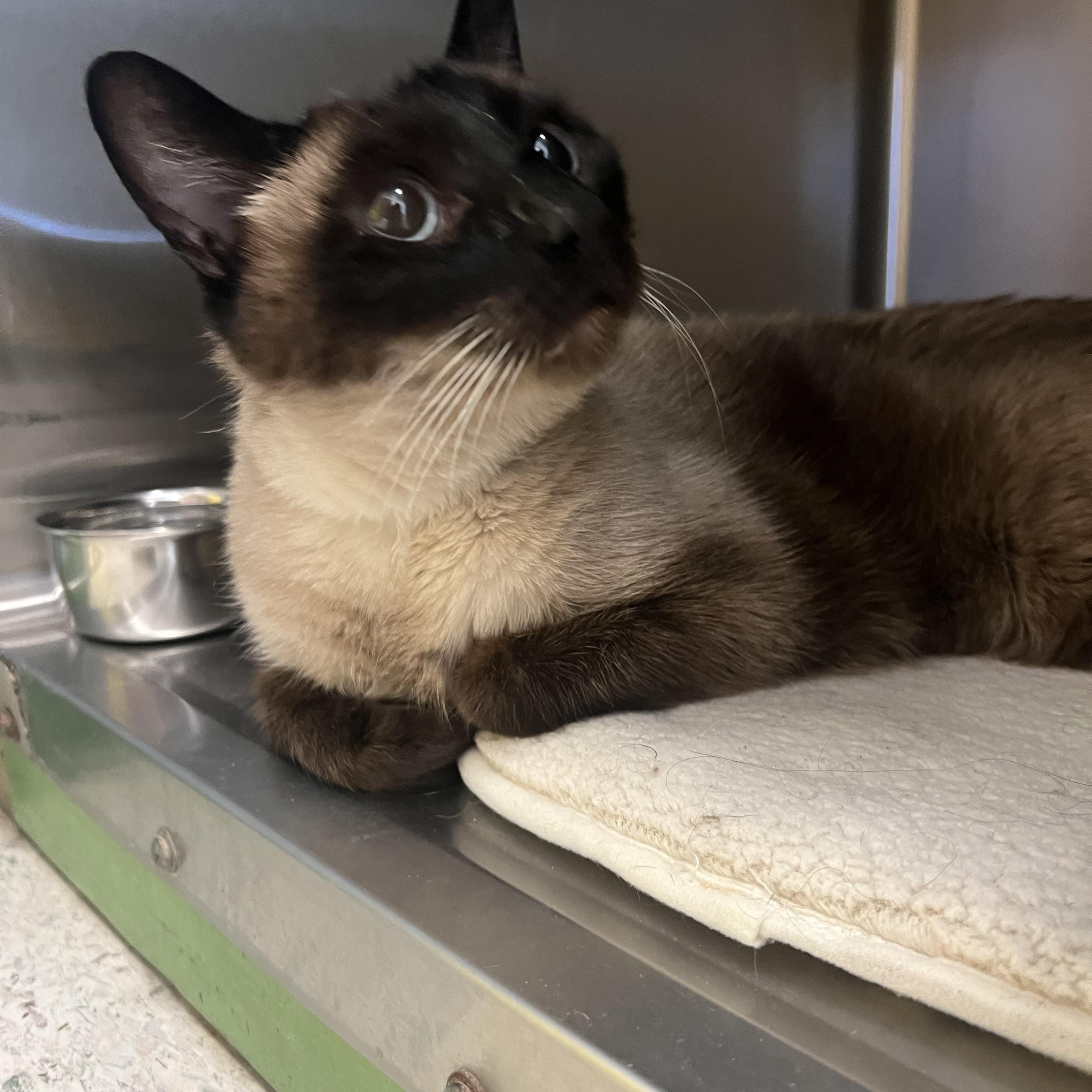 Starr, adopted, Senior Female Siamese.