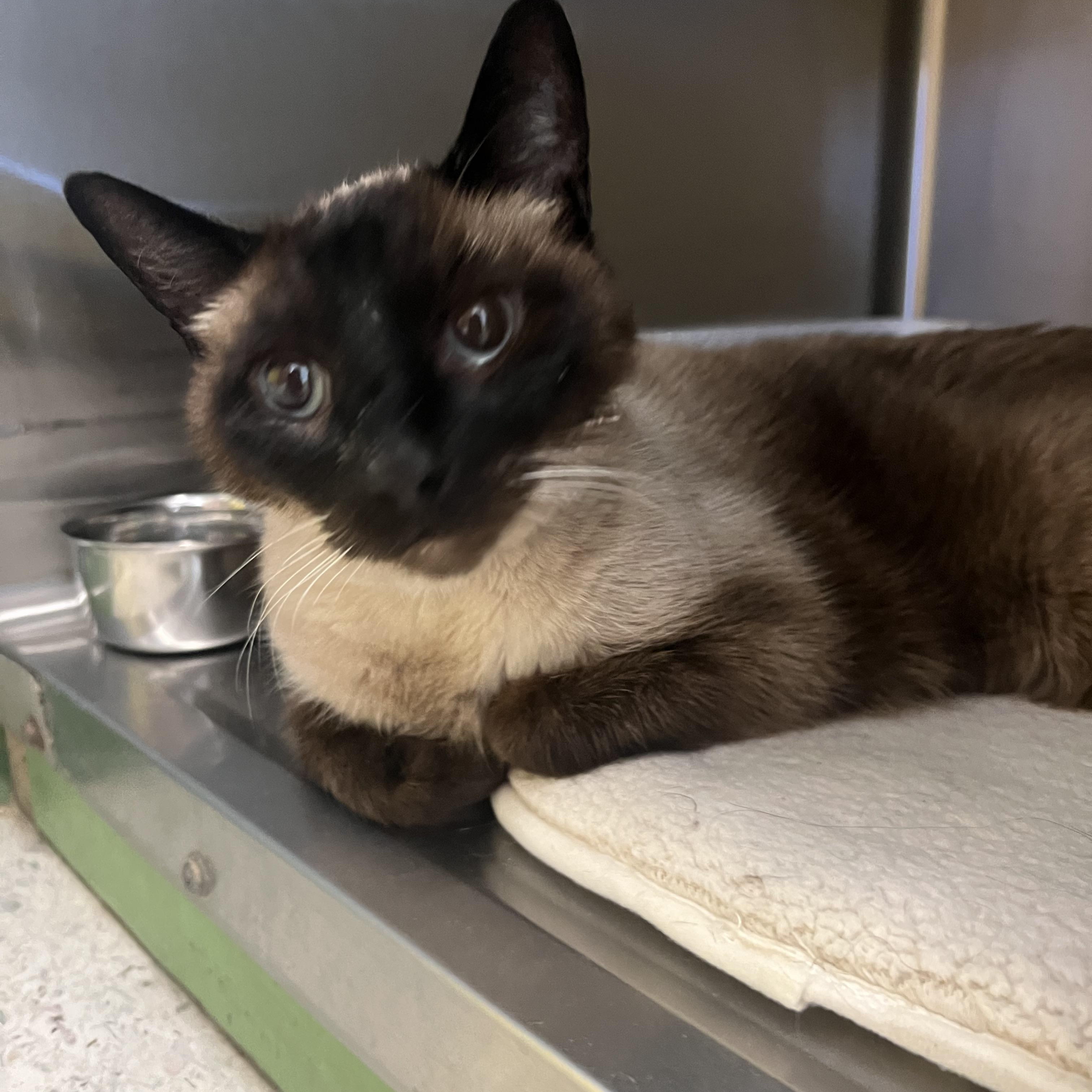 Enlarge Starr, an adopted Siamese in Spokane, WA image 3/3