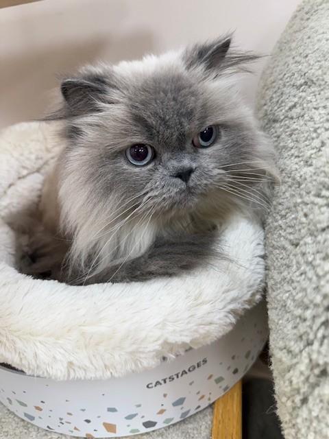 Armani, ADOPTABLE, Senior Male Himalayan.