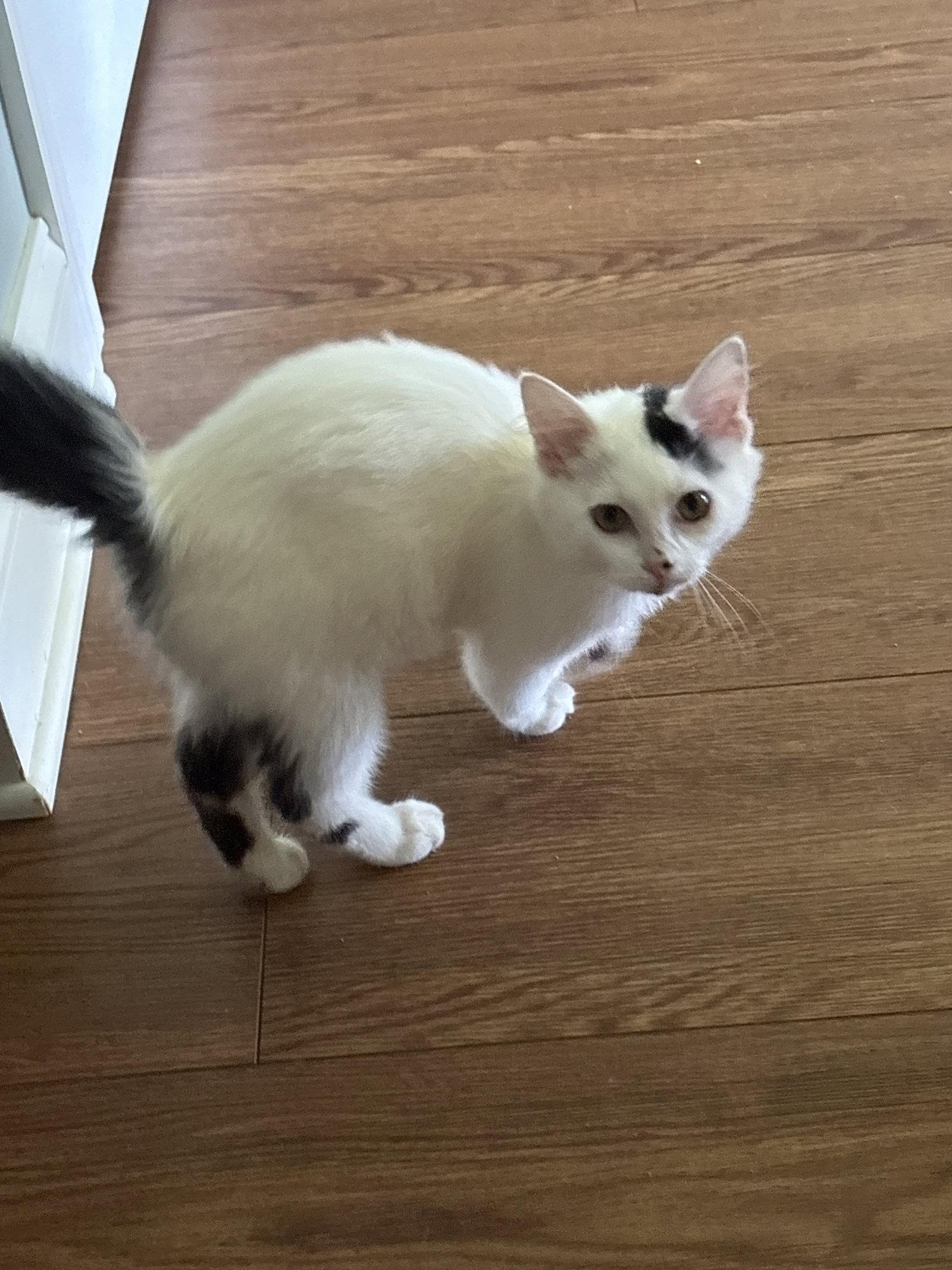 Marshmallow ( th), Adopted, Kitten Female Domestic Medium Hair.